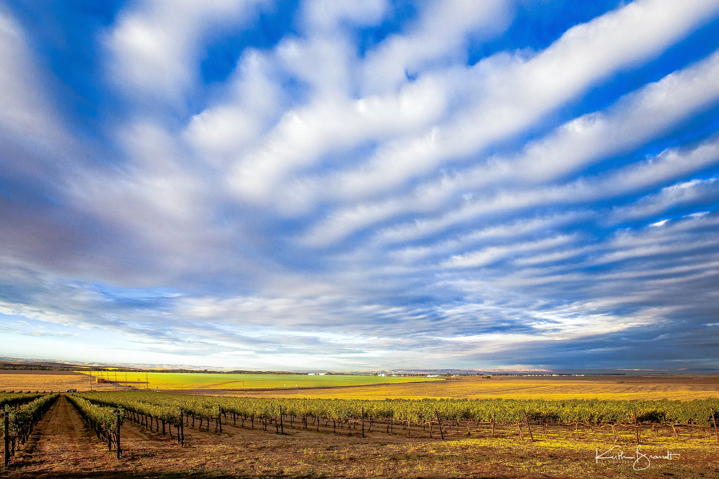 Walla Walla Vineyard (1 of 1).JPG