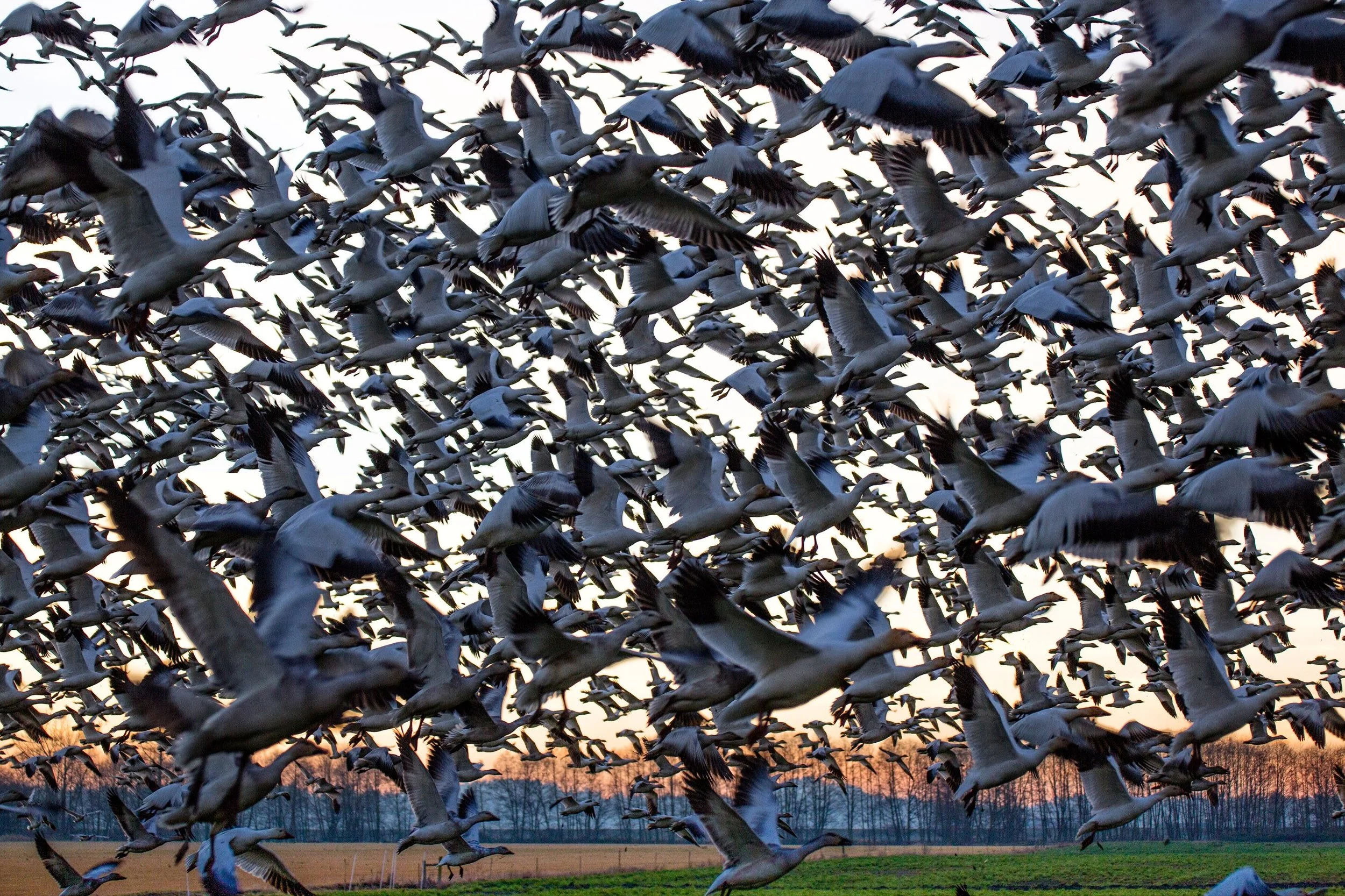 Snow-Geese-Skagit-Valley-WA-2.jpg