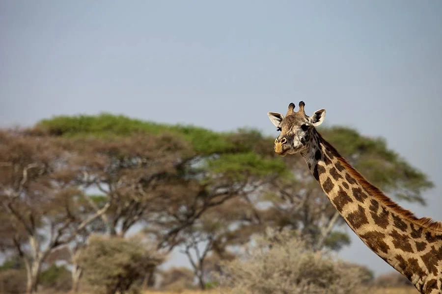giraffe.jpg