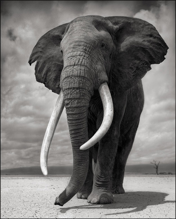  © Nick Brandt, Elephant on Bare Earth, Amboseli, 2011. Courtesy of the Artist and Hasted Kraeutler, NYC. 