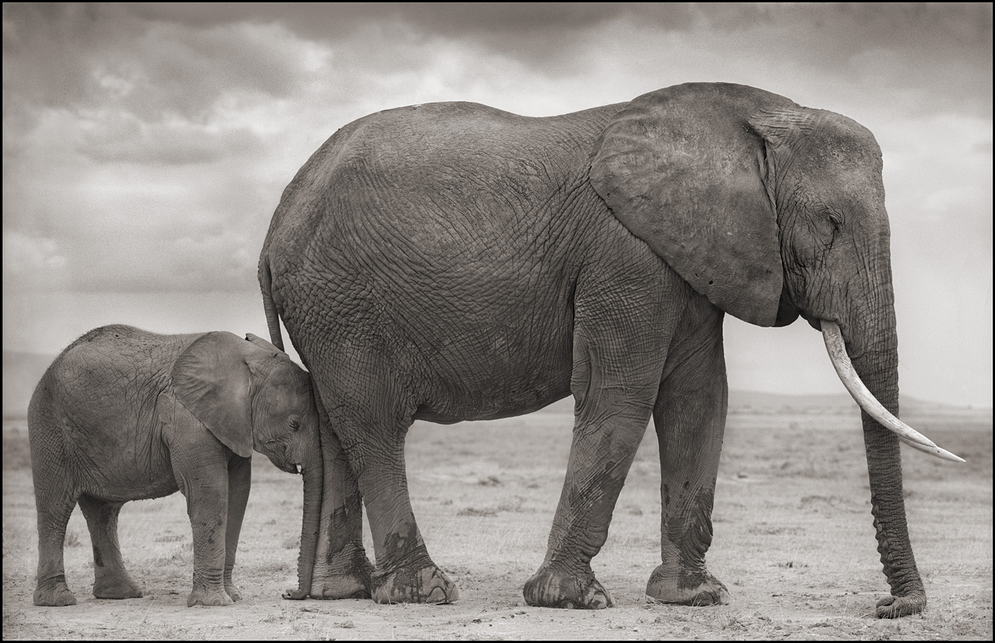  © Nick Brandt, Elephant Mother with Baby at Leg, Amboseli, 2012. Courtesy of the Artist and Hasted Kraeutler, NYC. 