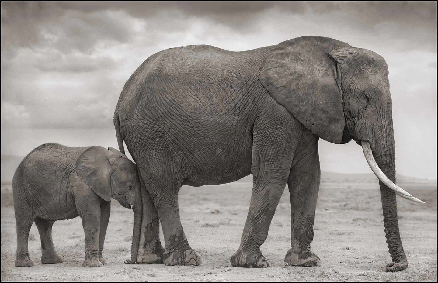 © Nick Brandt, Elephant Mother with Baby at Leg, Amboseli, 2012. Courtesy of the Artist and Hasted Kraeutler, NYC.
