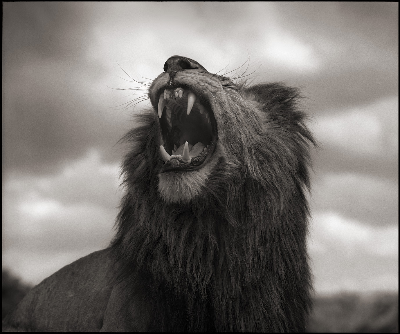 © Nick Brandt, Lion Roar, Maasai Mara, 2012. Courtesy of the Artist and Hasted Kraeutler, NYC. 