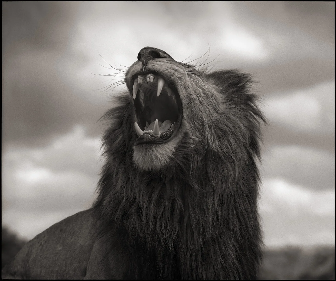 © Nick Brandt, Lion Roar, Maasai Mara, 2012. Courtesy of the Artist and Hasted Kraeutler, NYC.