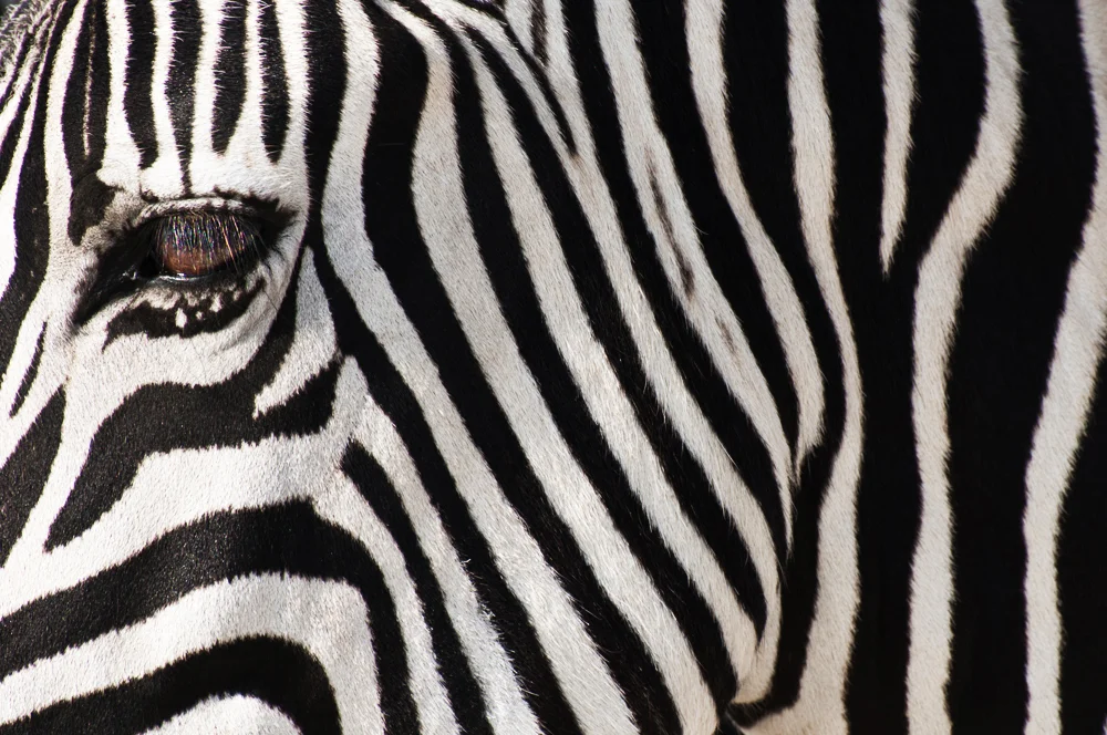 Namibia_Zebra.jpg