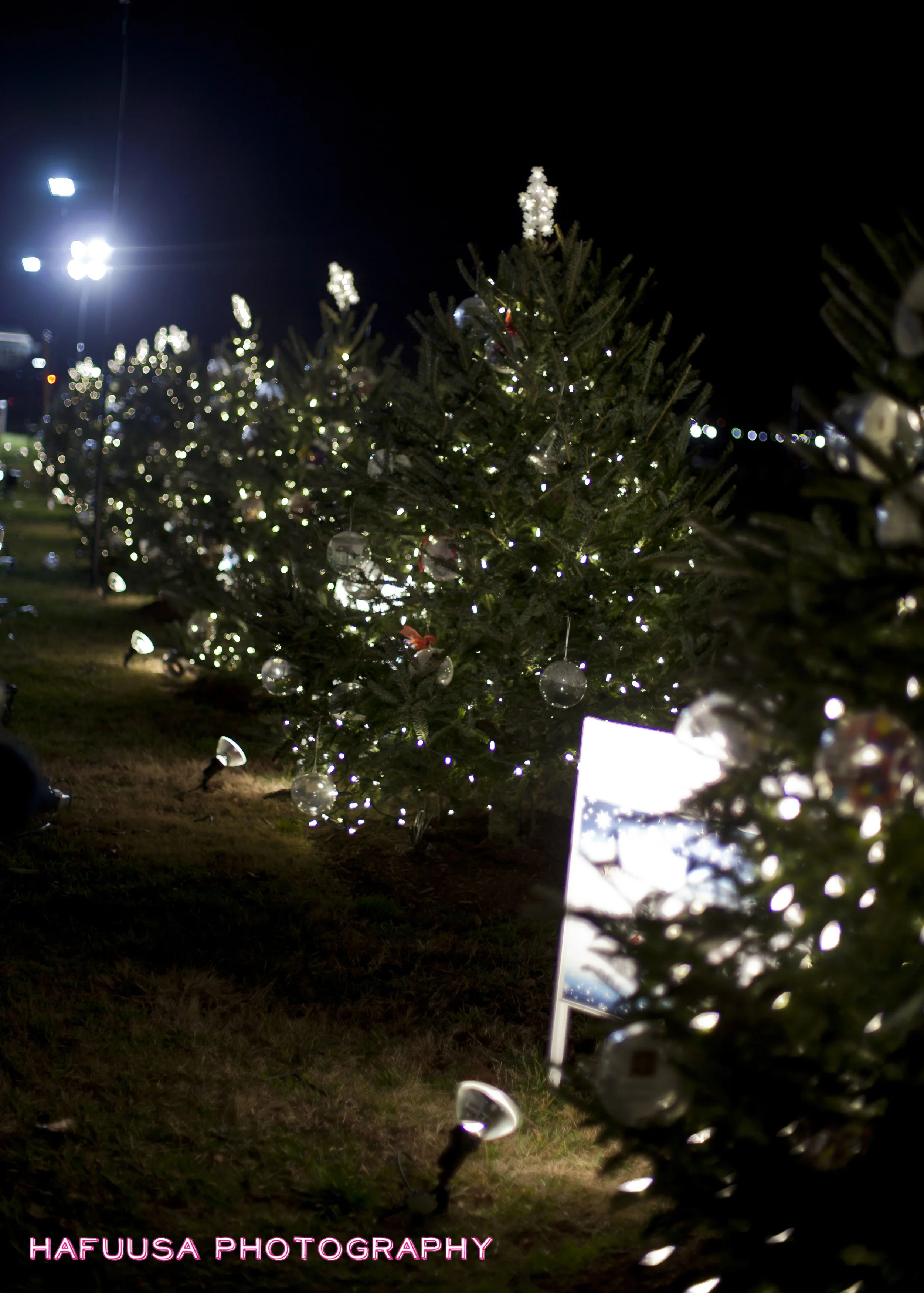 50 States Christmas Trees.jpg