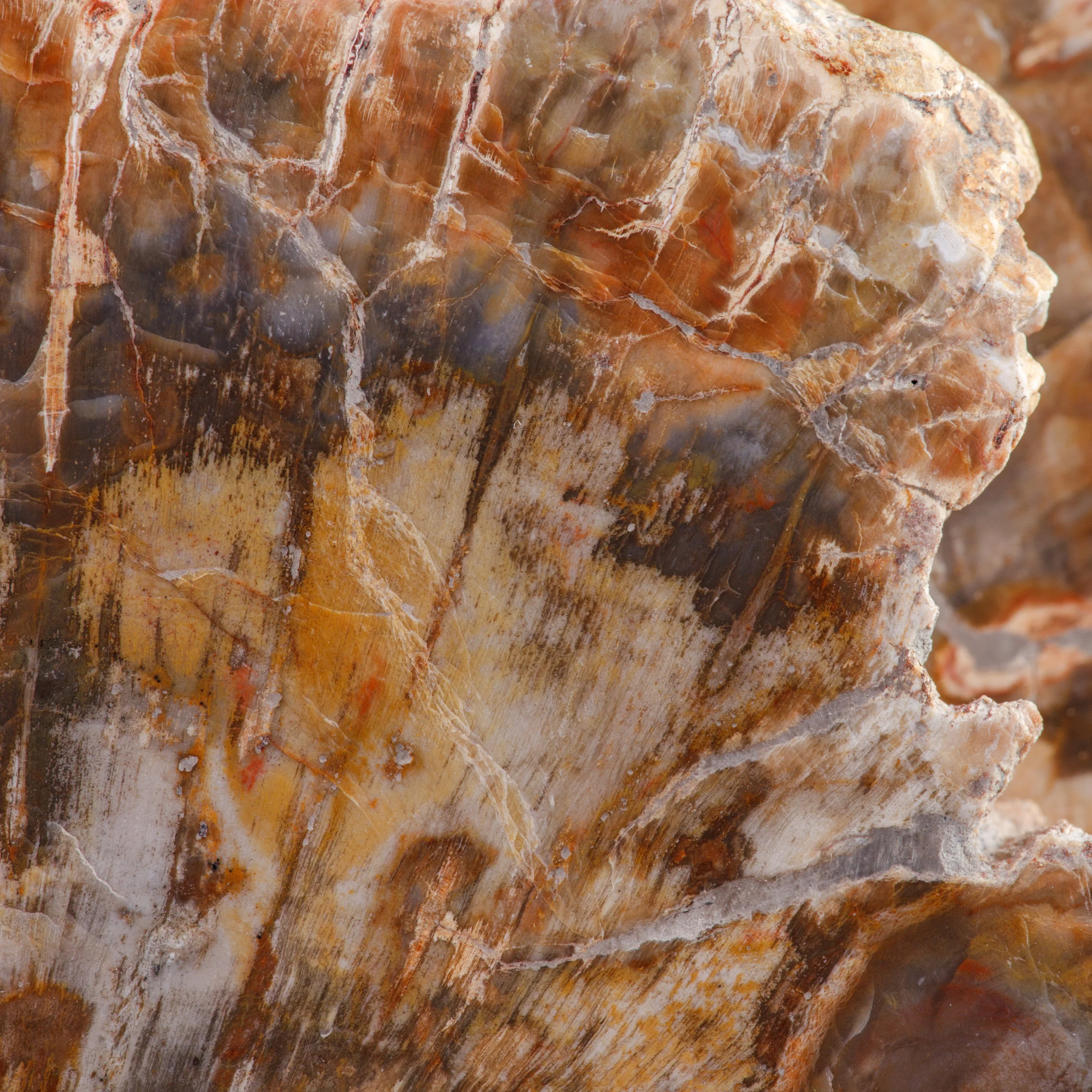 Petrifiedwood_1j.jpg
