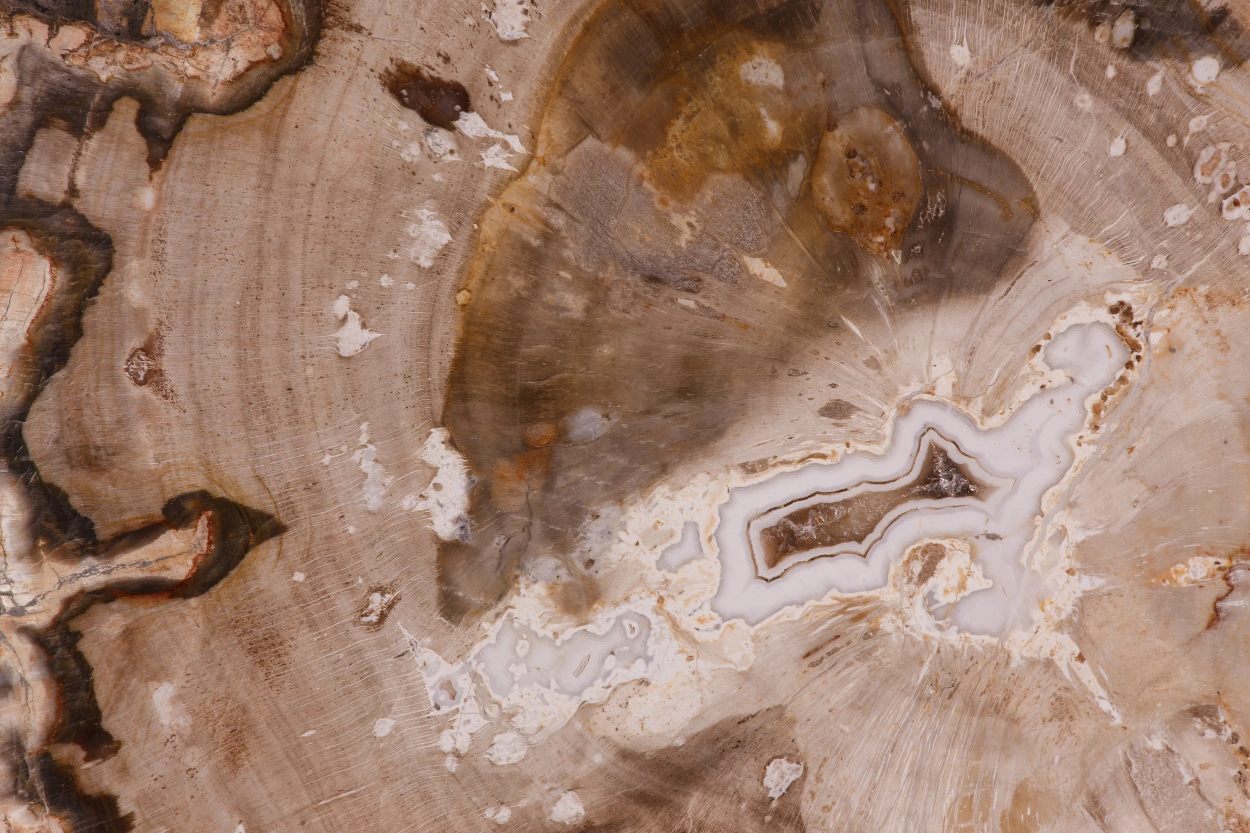 Petrifiedwood_3j.jpg