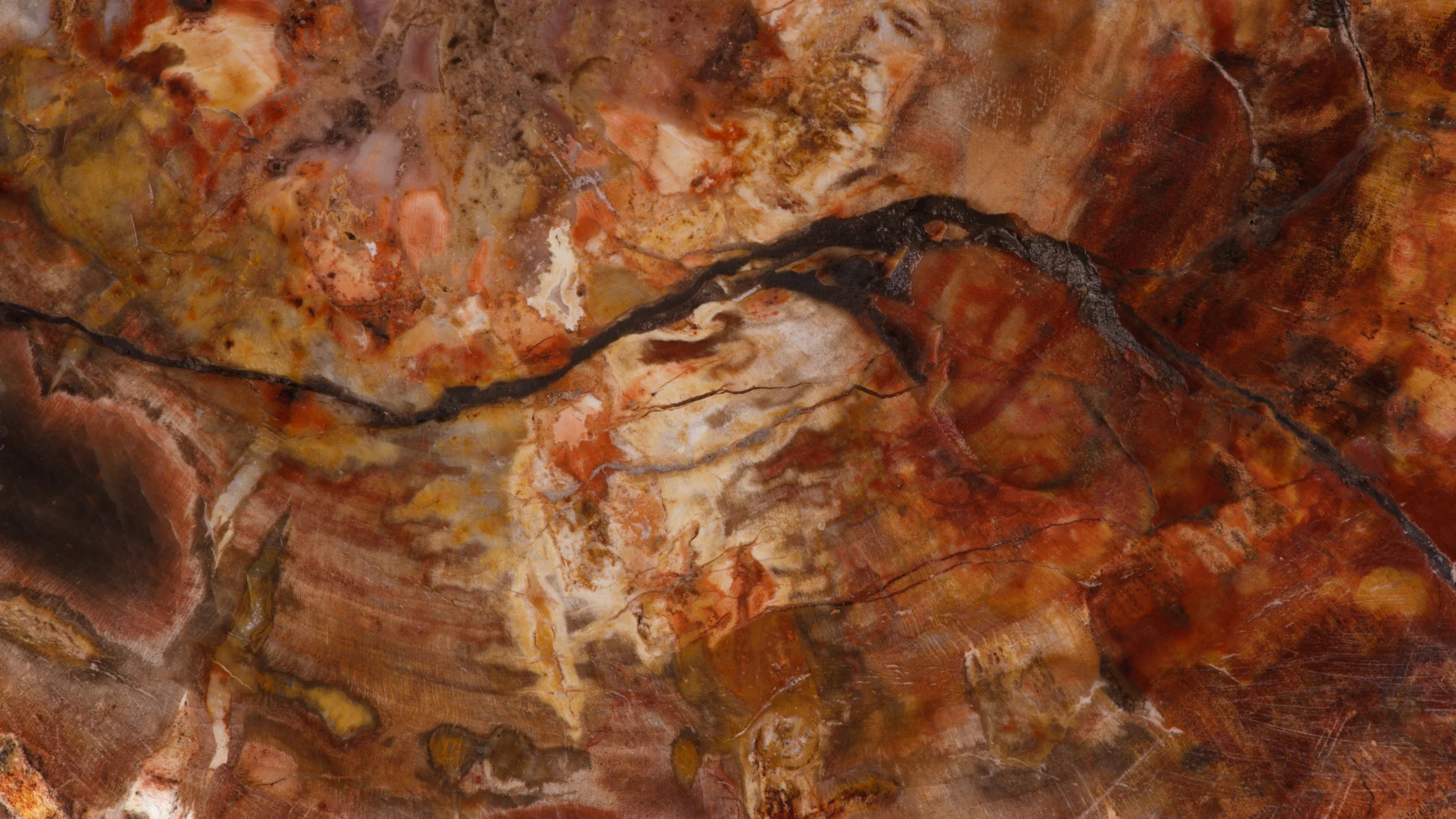 Petrifiedwood_4j.jpg