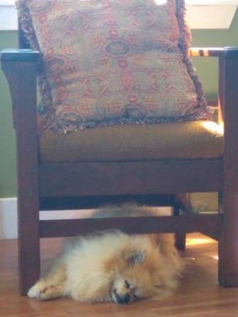 My office mate (AKA my pet Pom, Spike) sleeping on the job. Shelby, Katrina, and the camp kids were much livelier coworkers!