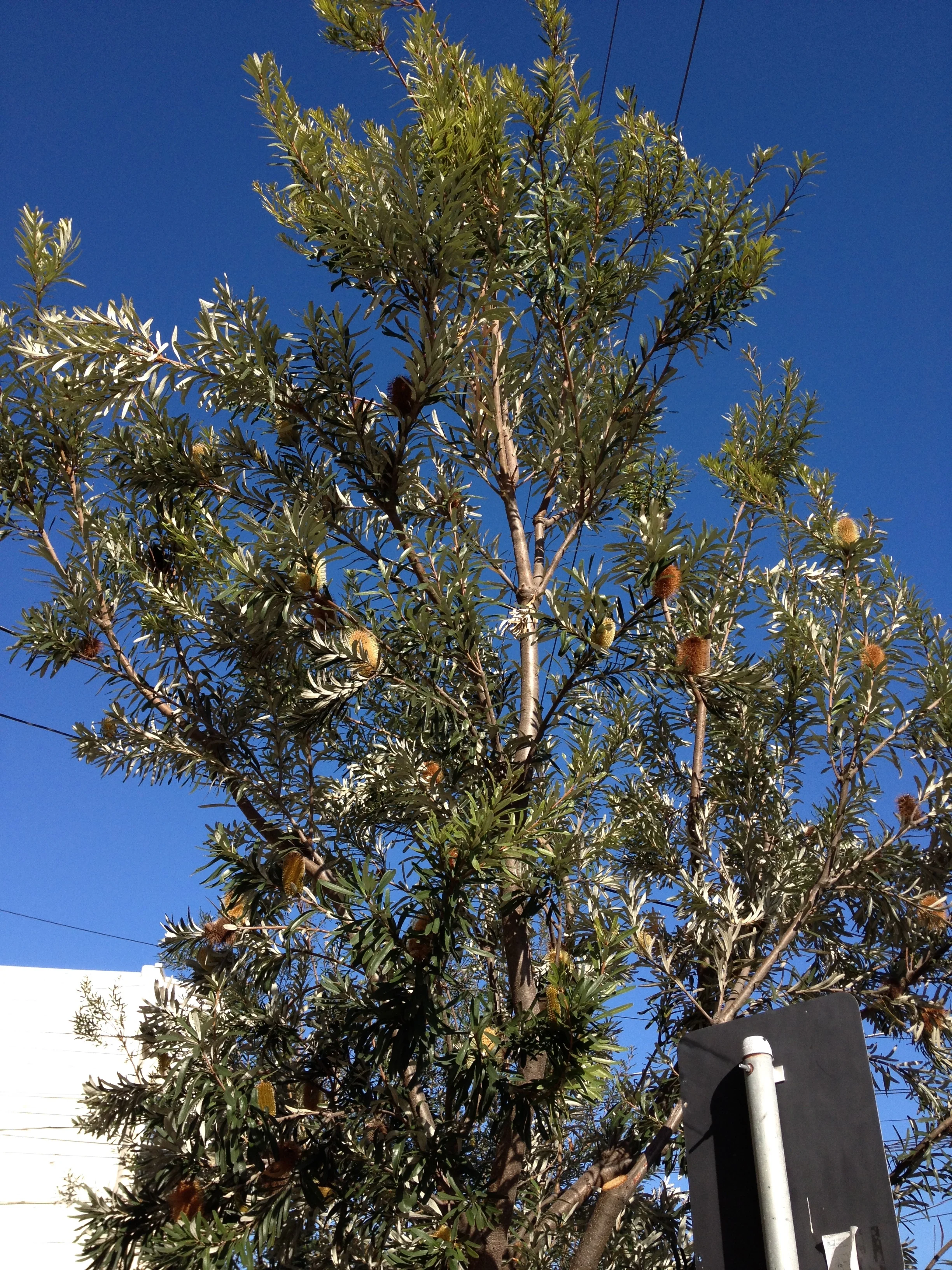 Coast banksia -285 10th Avenue