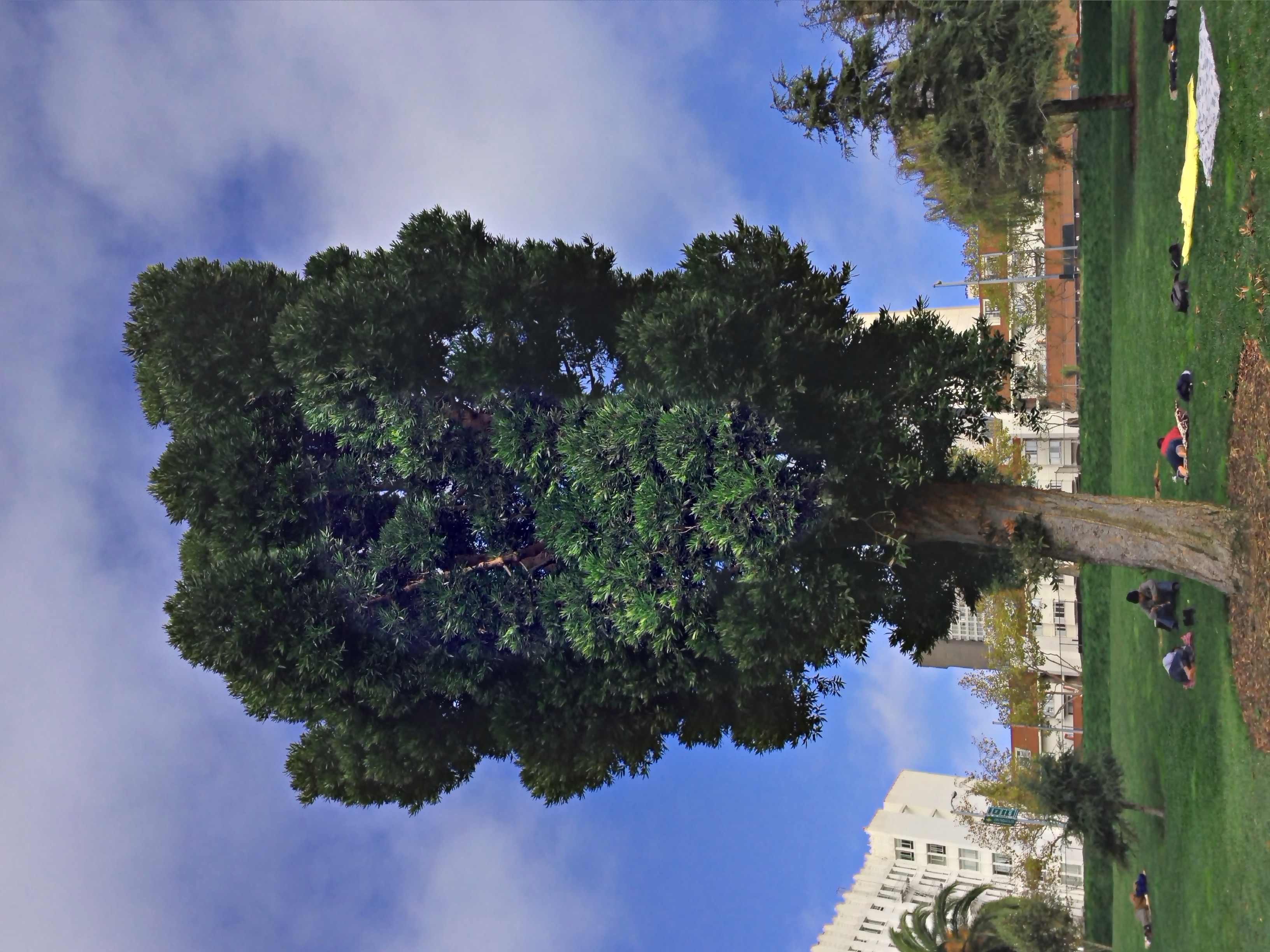 Jefferson Square Park - Queensland kauri