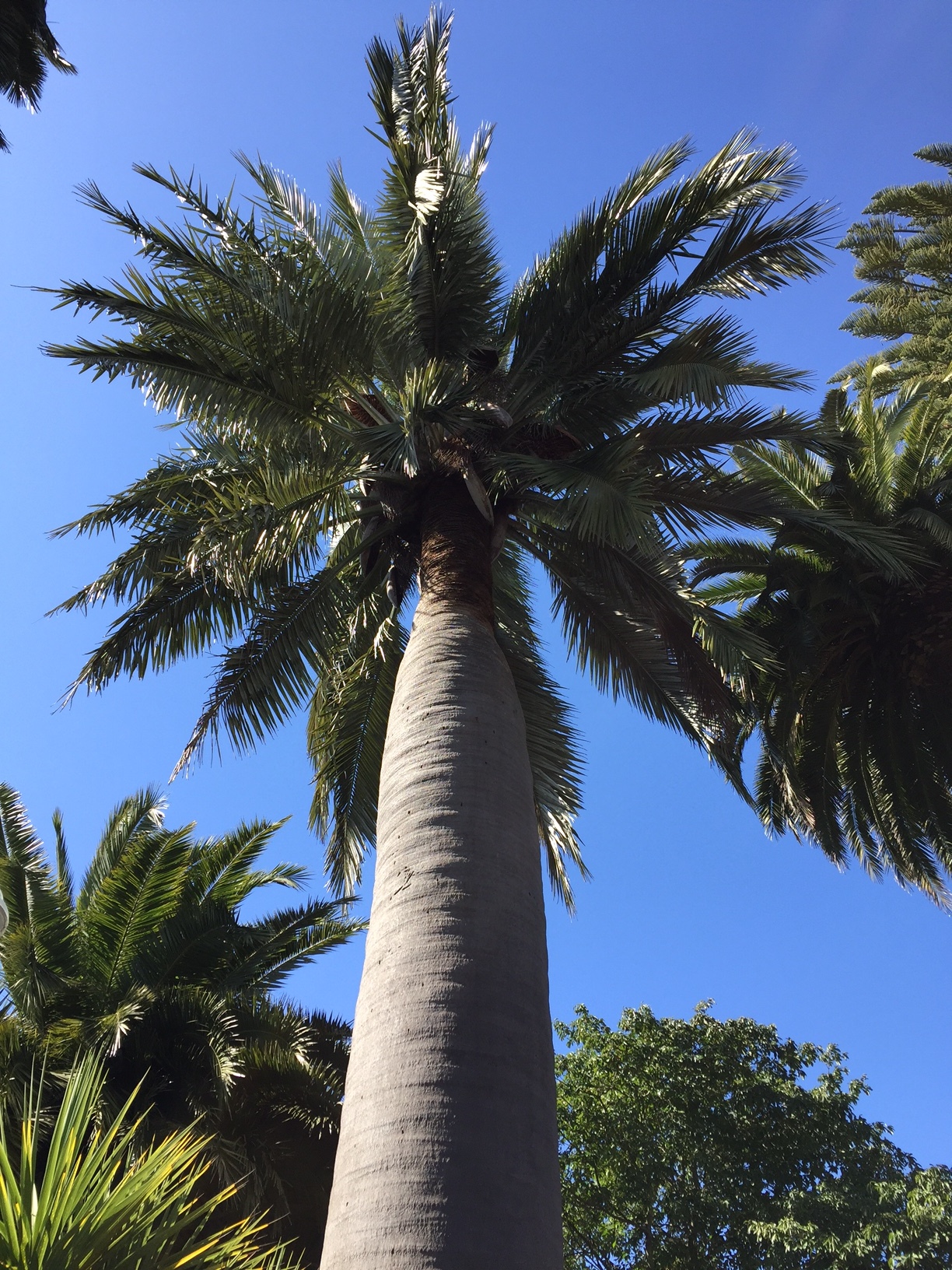 Chilean wine palm (Jubaea chilensis)