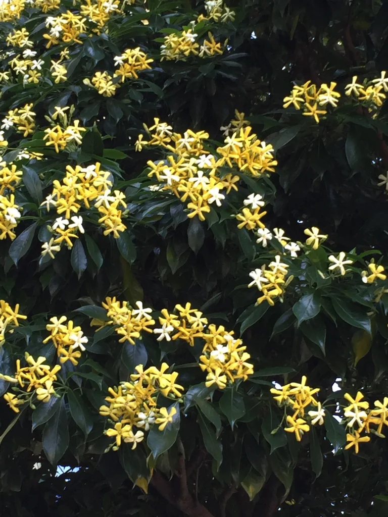Sweet shade ( hymenosporum flavum )