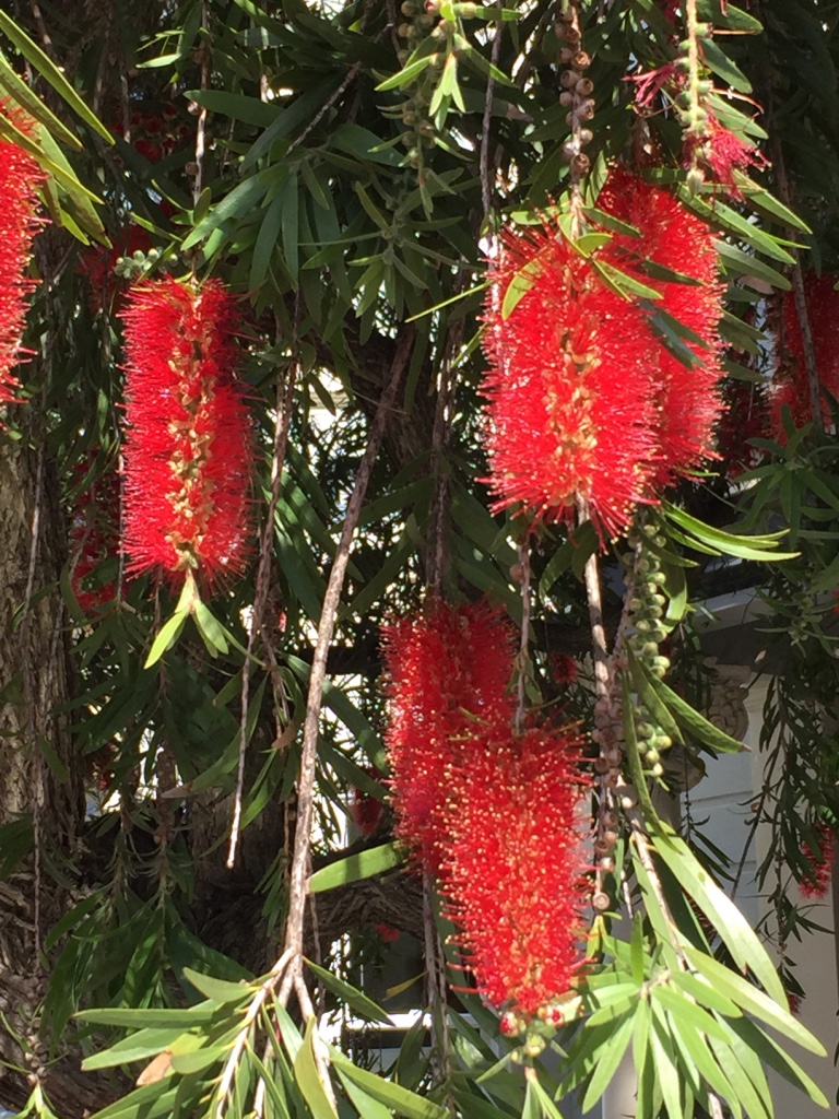Weeping bottlebrush ( callistemon viminalis)
