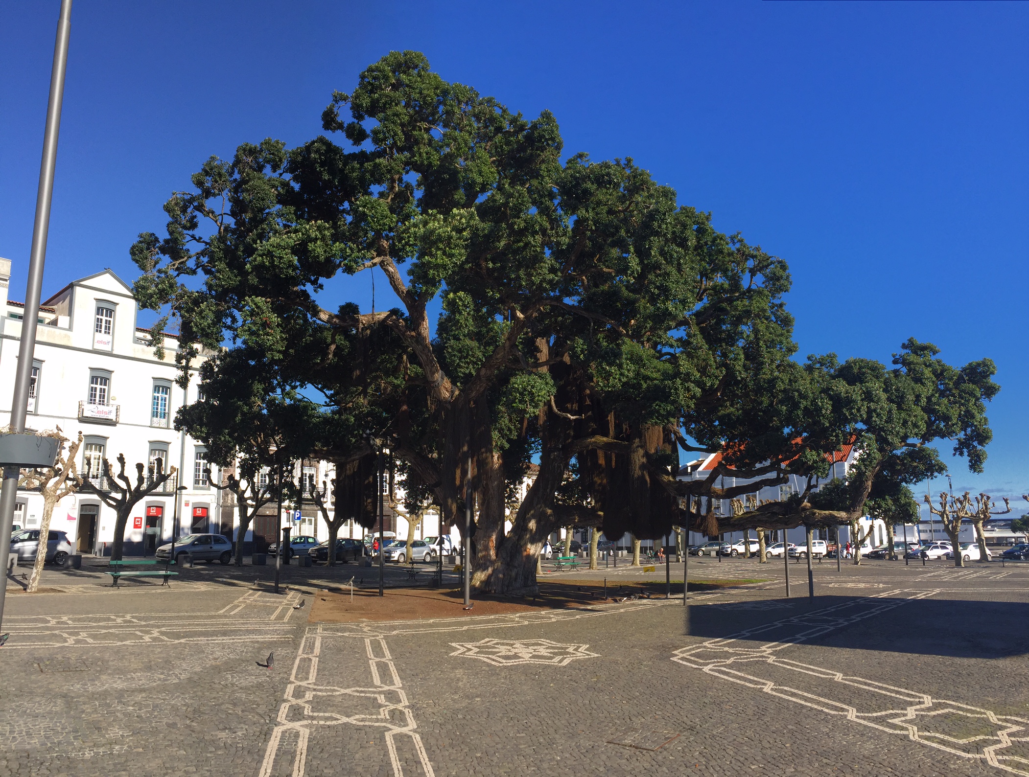 New Zealand Christmas tree - Ponta Delgada in Sao Miguel Island, Azores