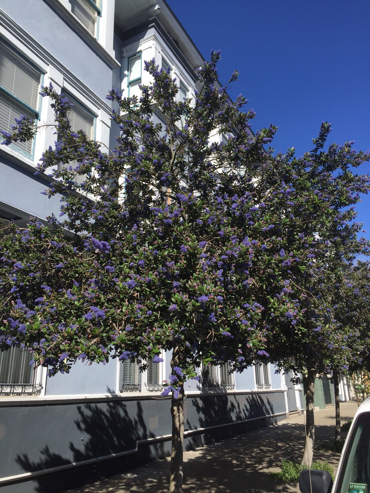 Corner of Waller Street and Cole Street in San Francisco