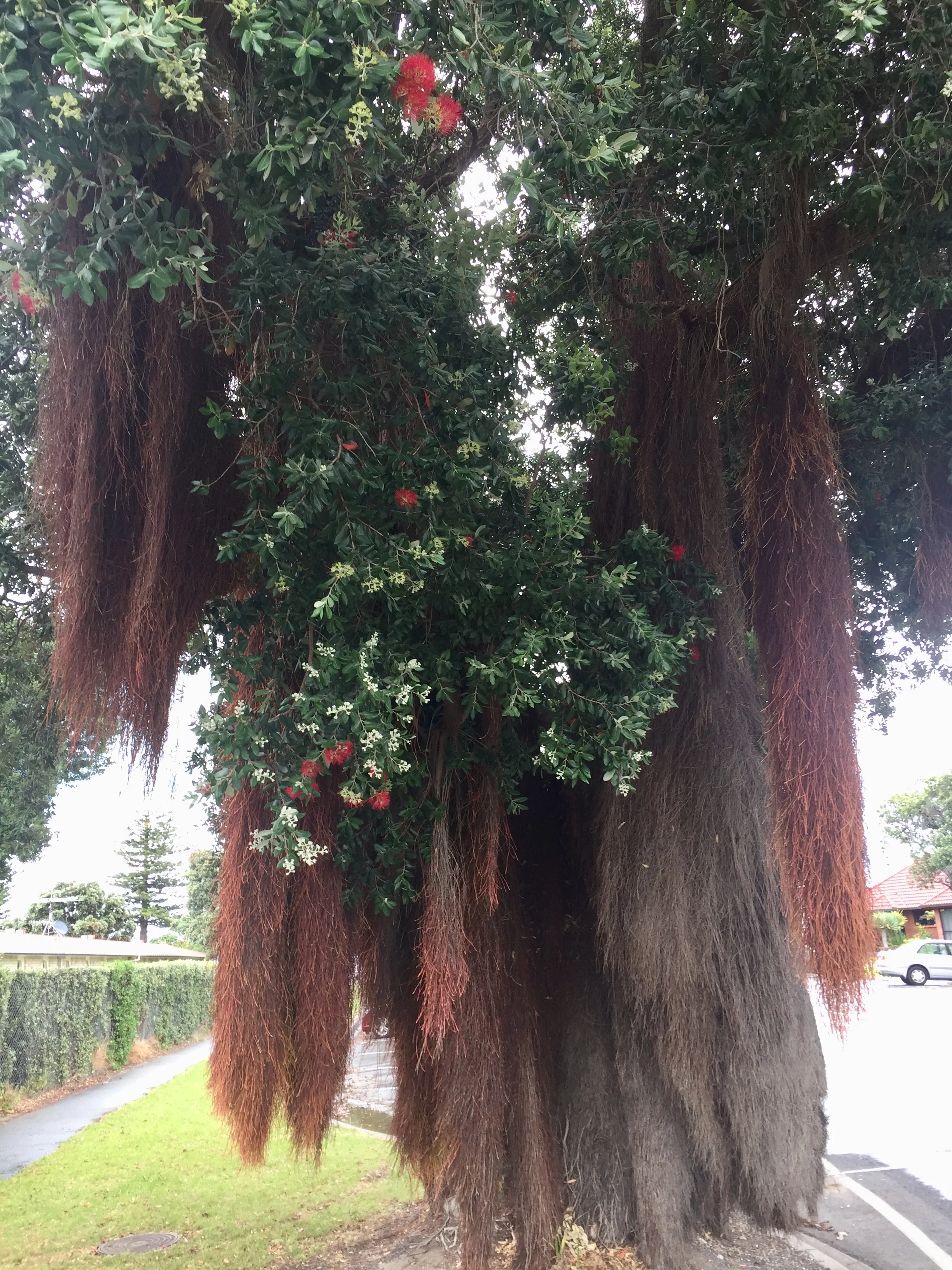 Aerial roots on a New Zealand Christmas tree in Gisbourne, North Island, New Zealand