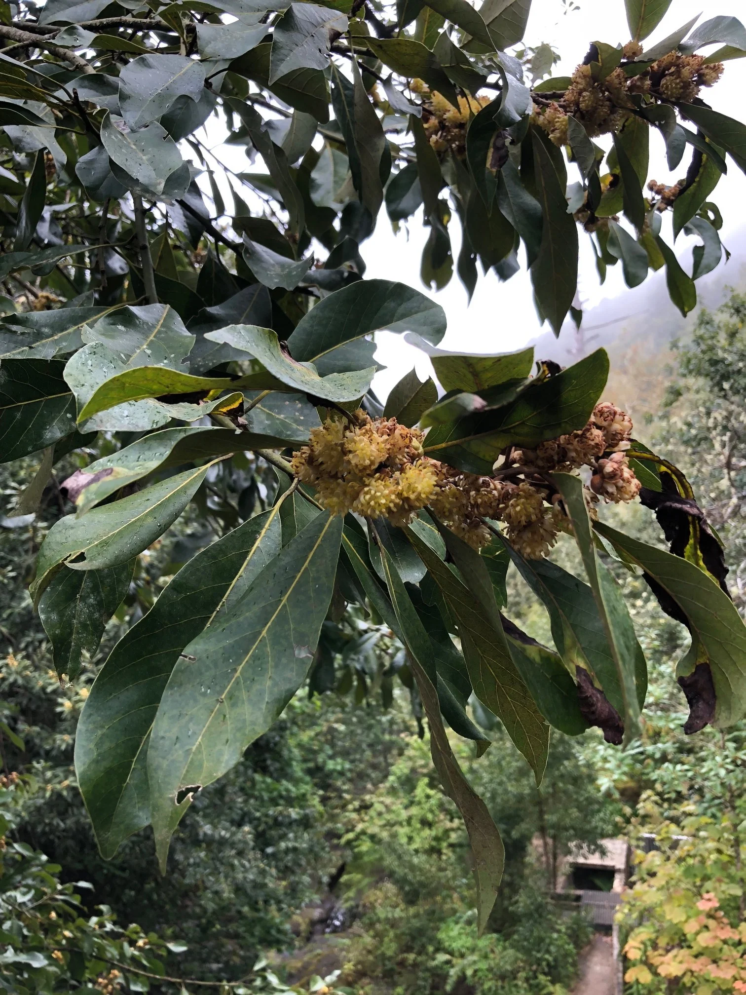 Laurus novocanariensis - closeup of leaves and flowers