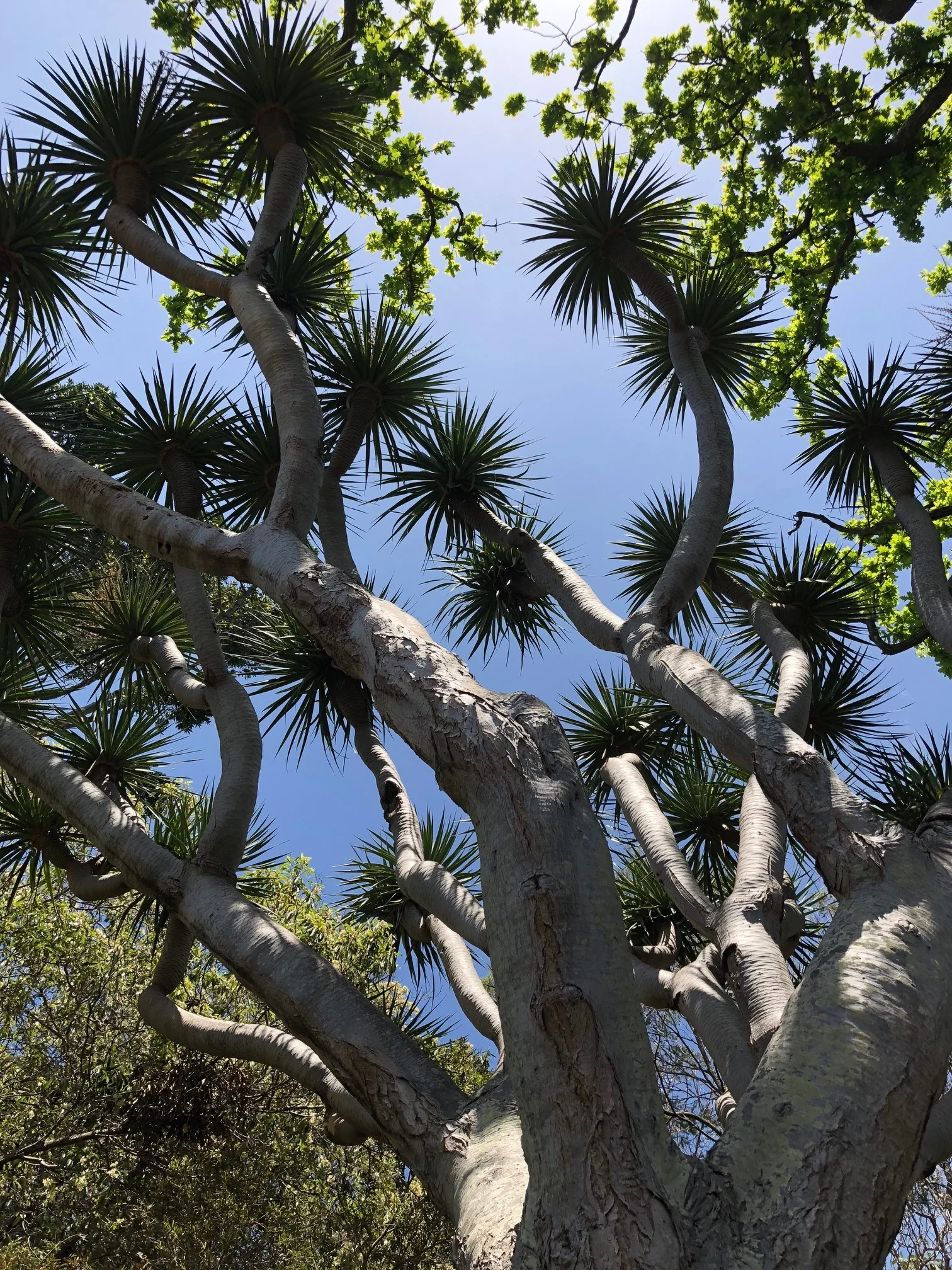 Dragon tree - Funchal botanical garden