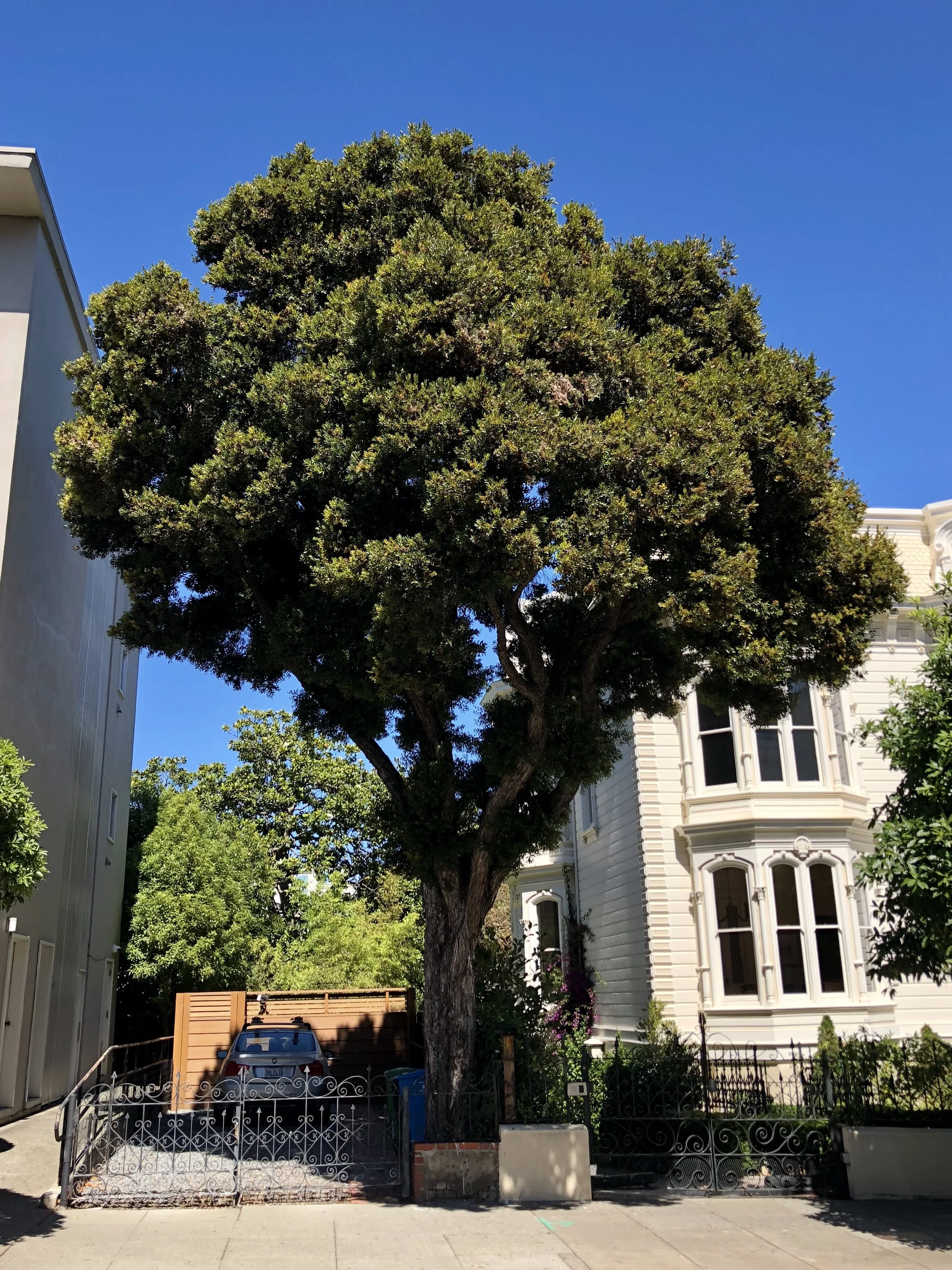 Northern rata ( Metrosideros robusta )