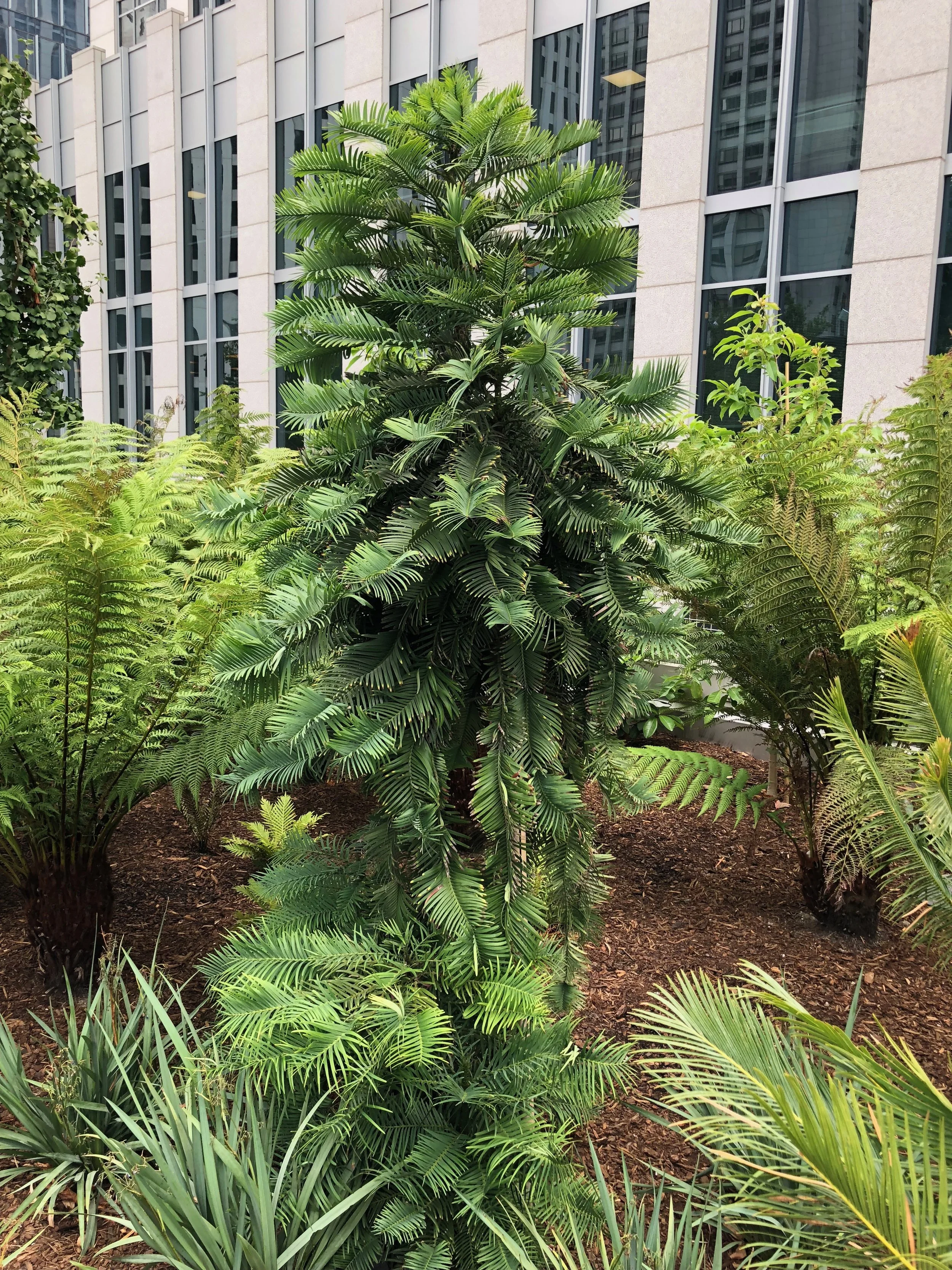 Wollemi pine ( Wollemi nobilis )