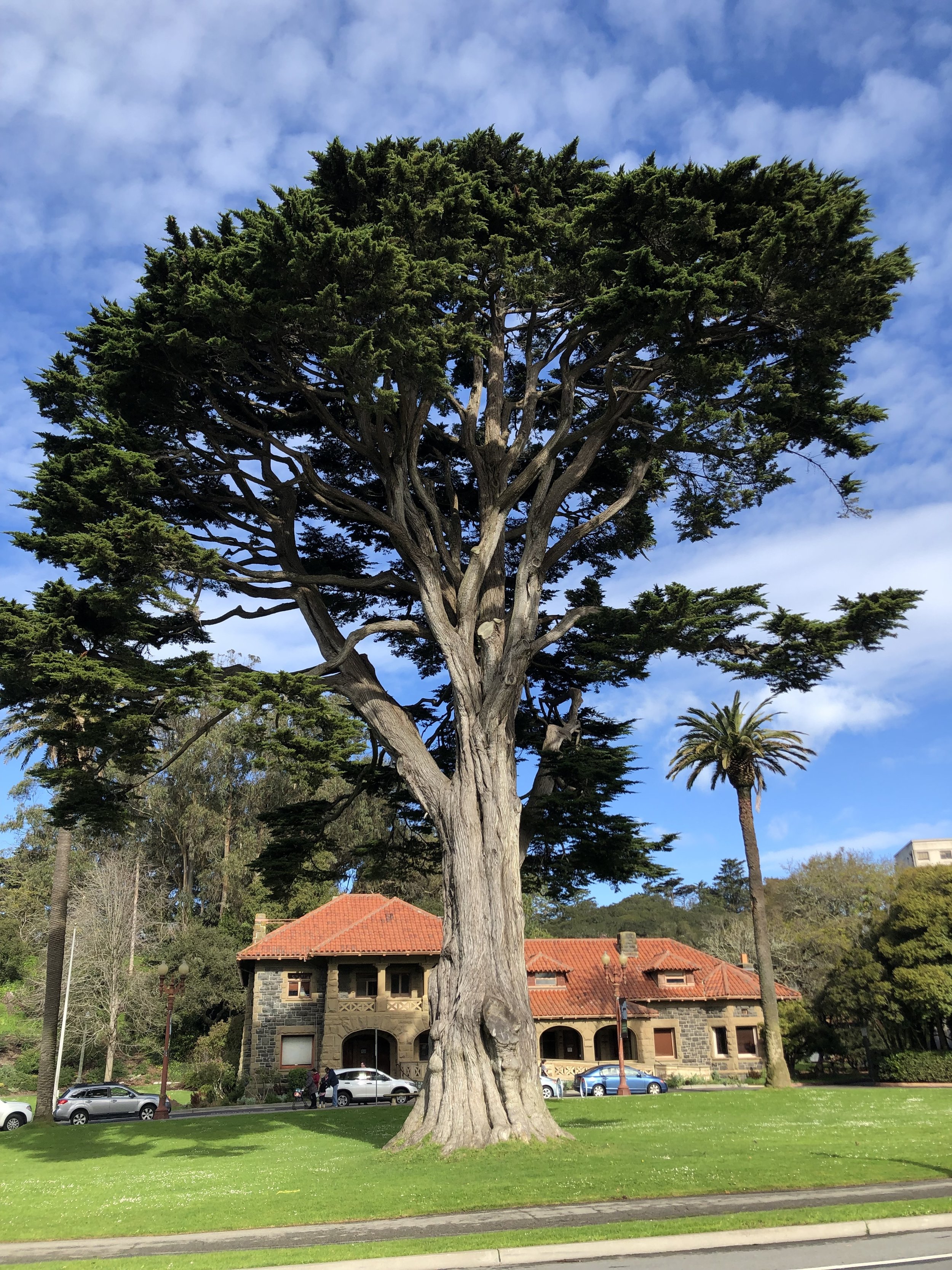 San Francisco Trees