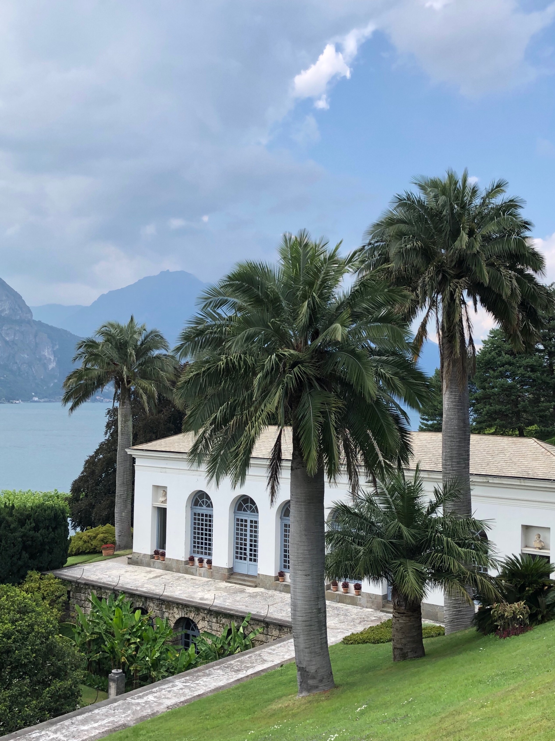 Chilean wine palms next to the Orangerie