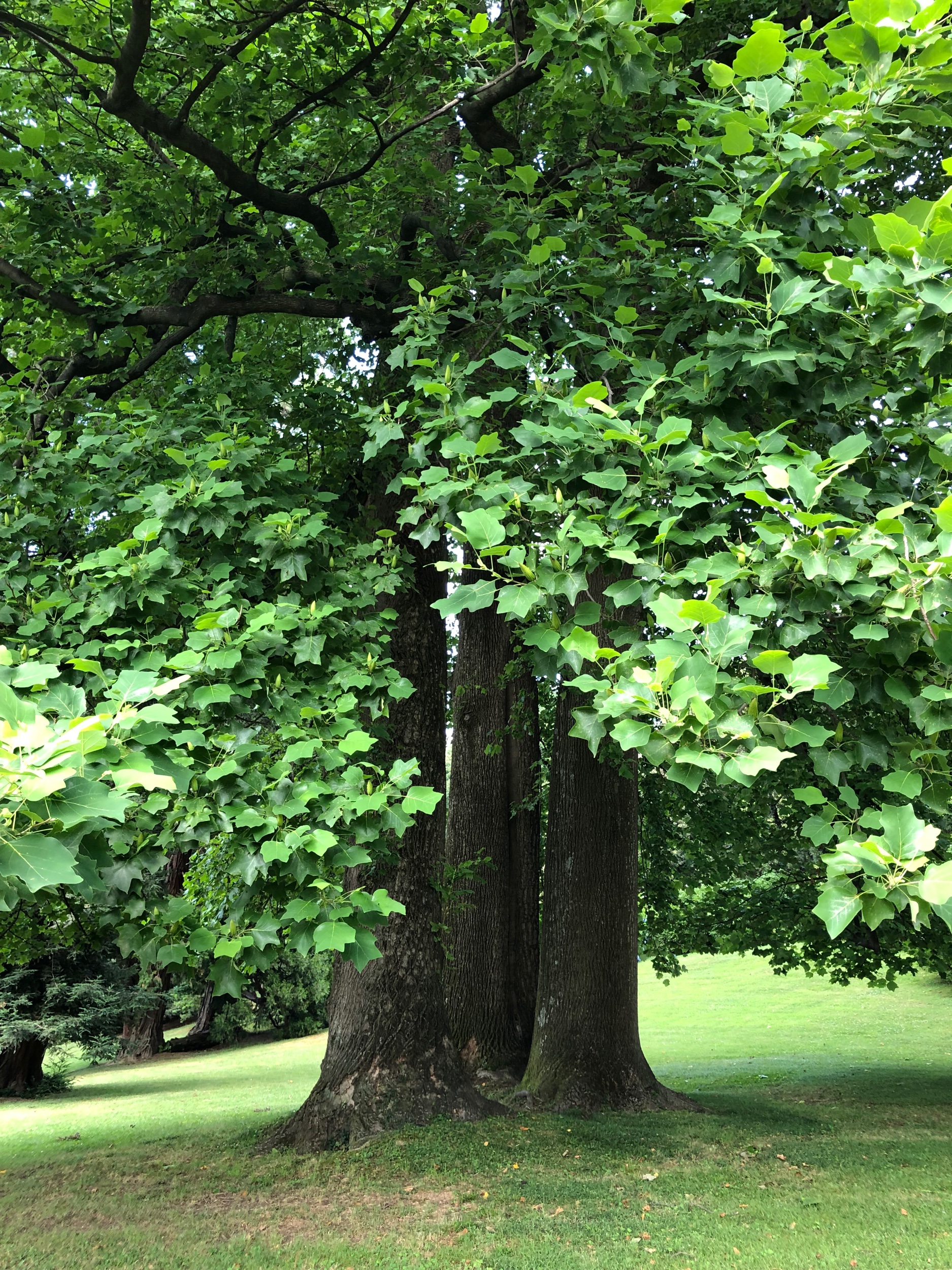 Three tulip trees - “exotic” to an early 19th century European