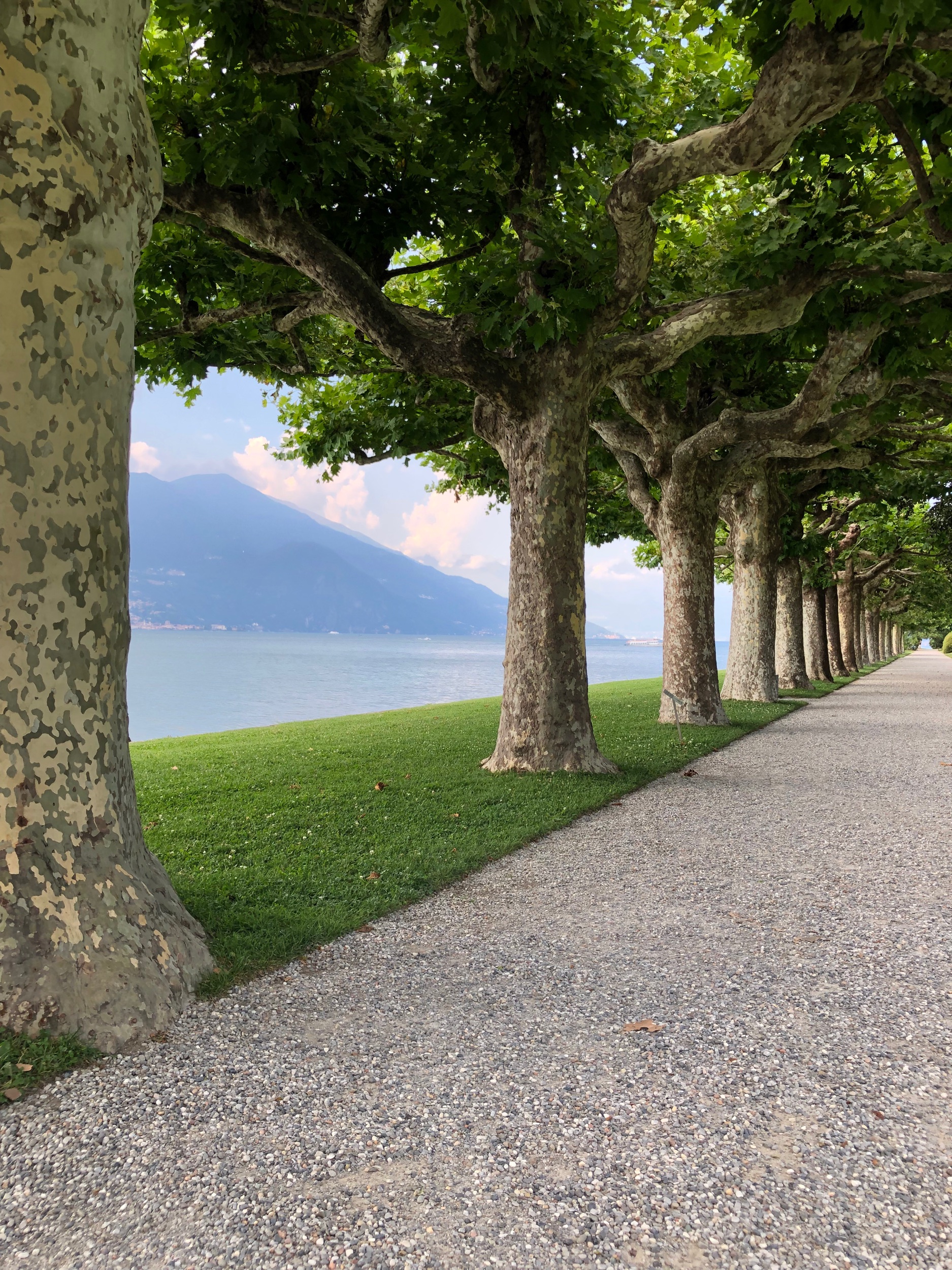 Lakeside allée of London planes