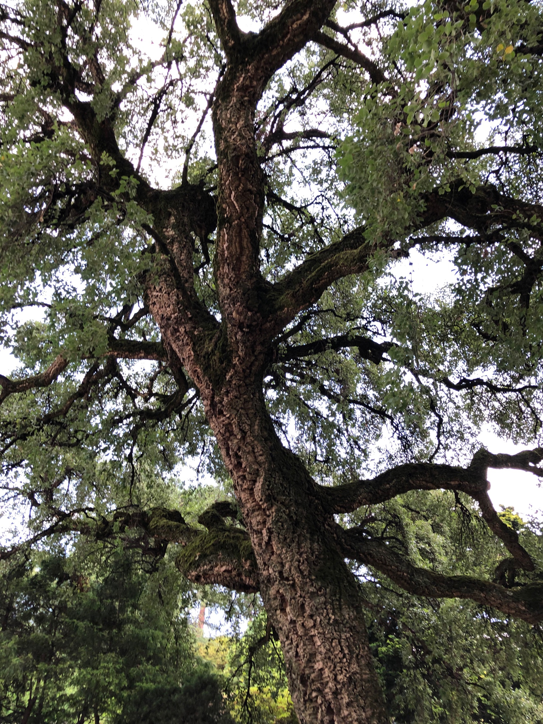 cork oak