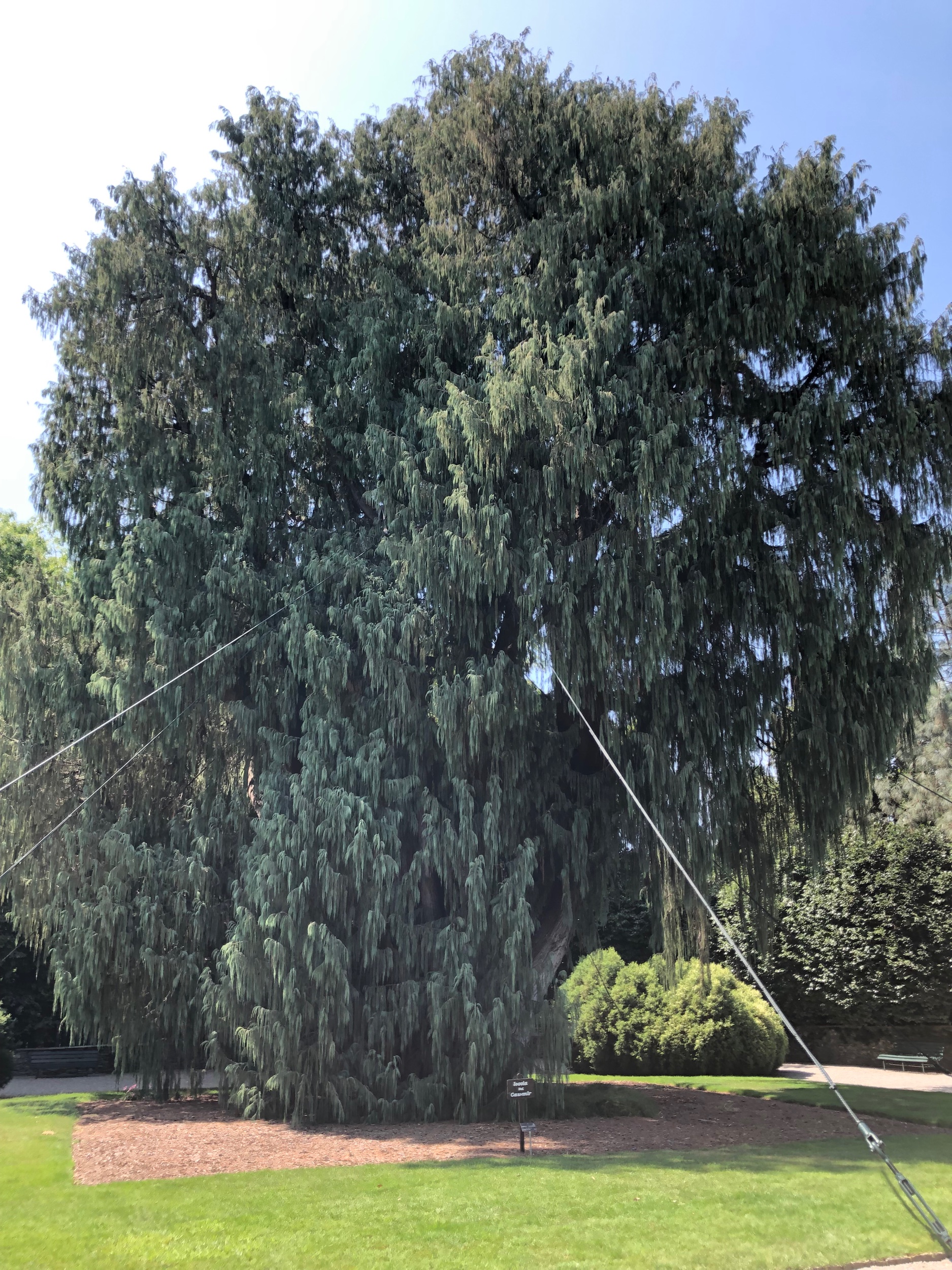 Kashmir cypress