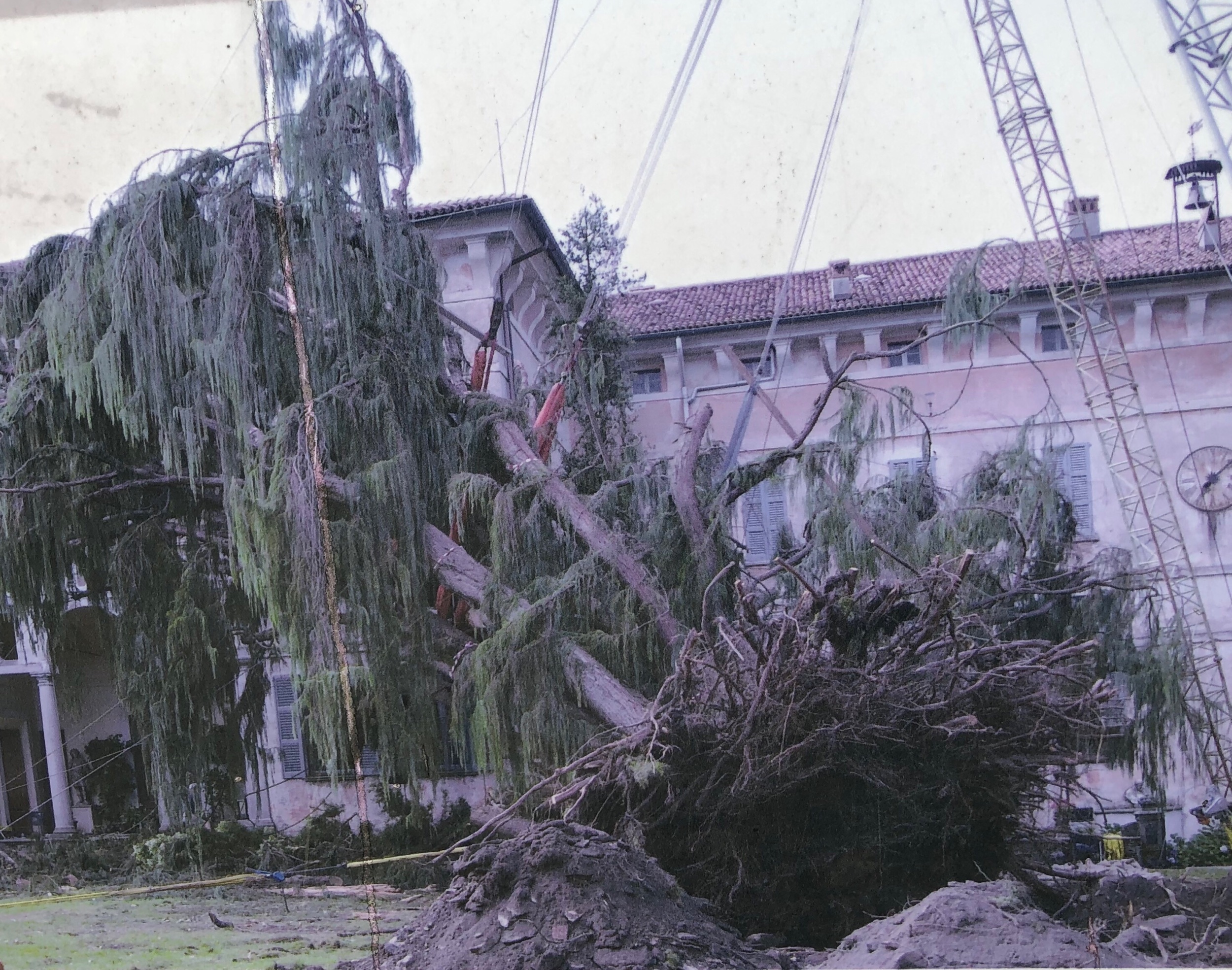 The Kashmir cypress in 2006, after being uprooted in a tornado