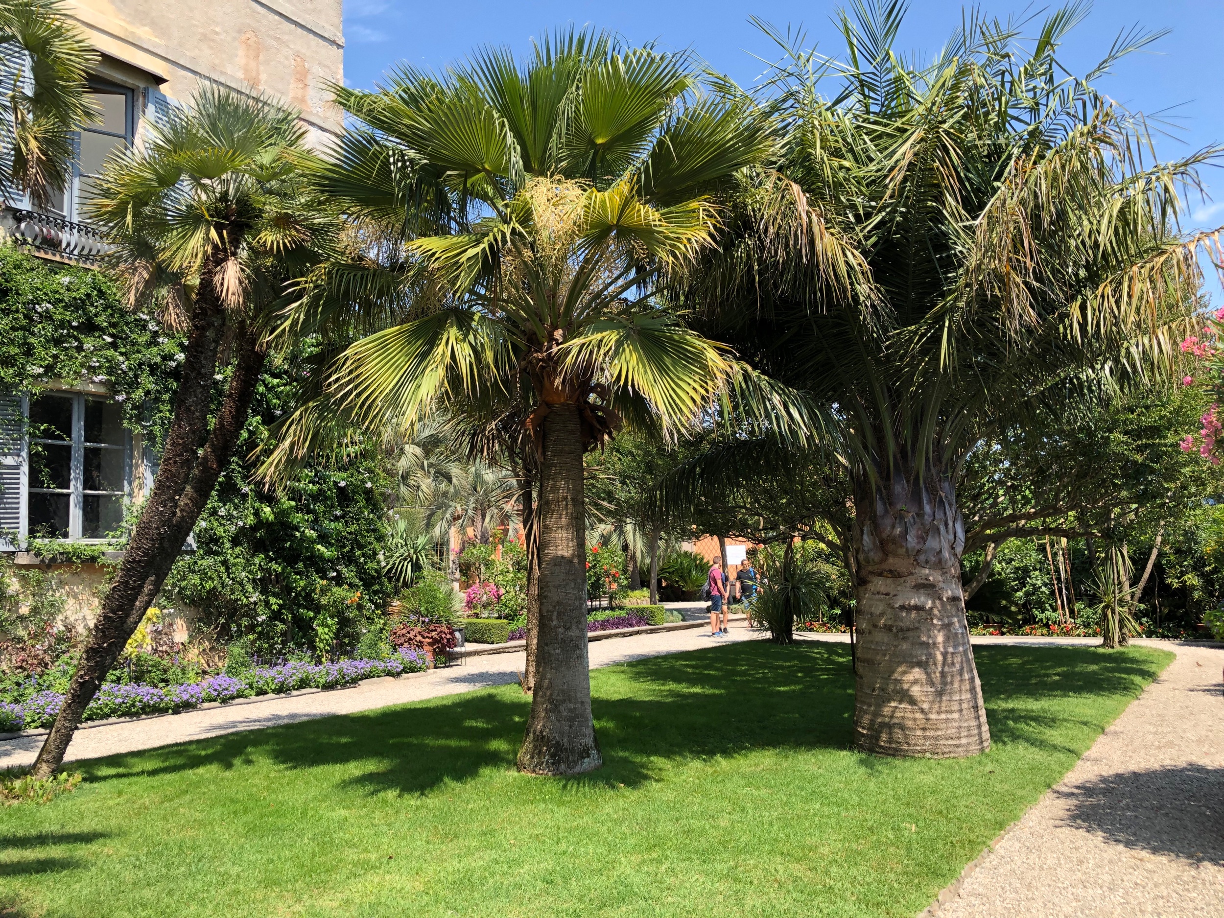 Palm garden