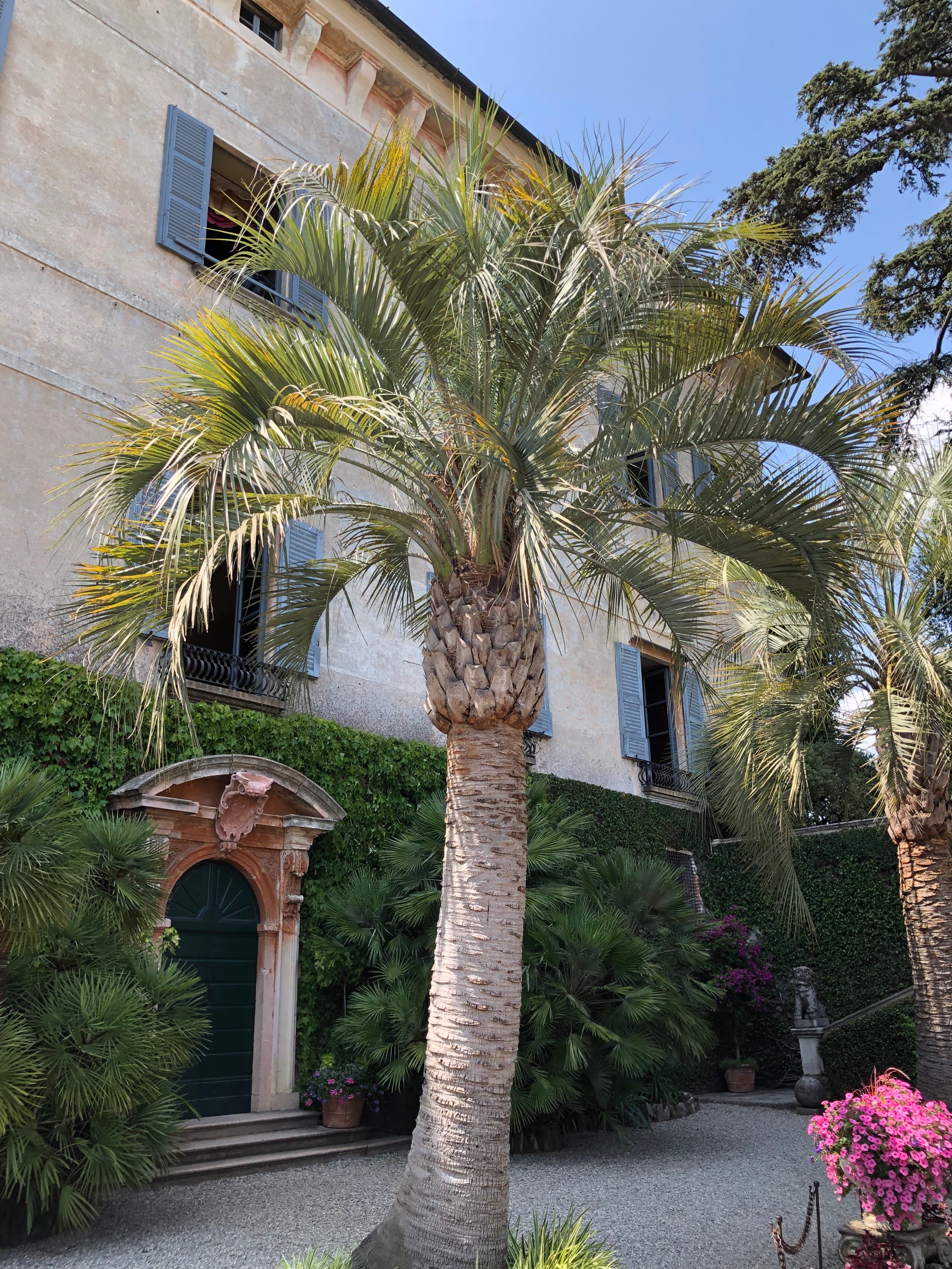 Butia capitata (I think)