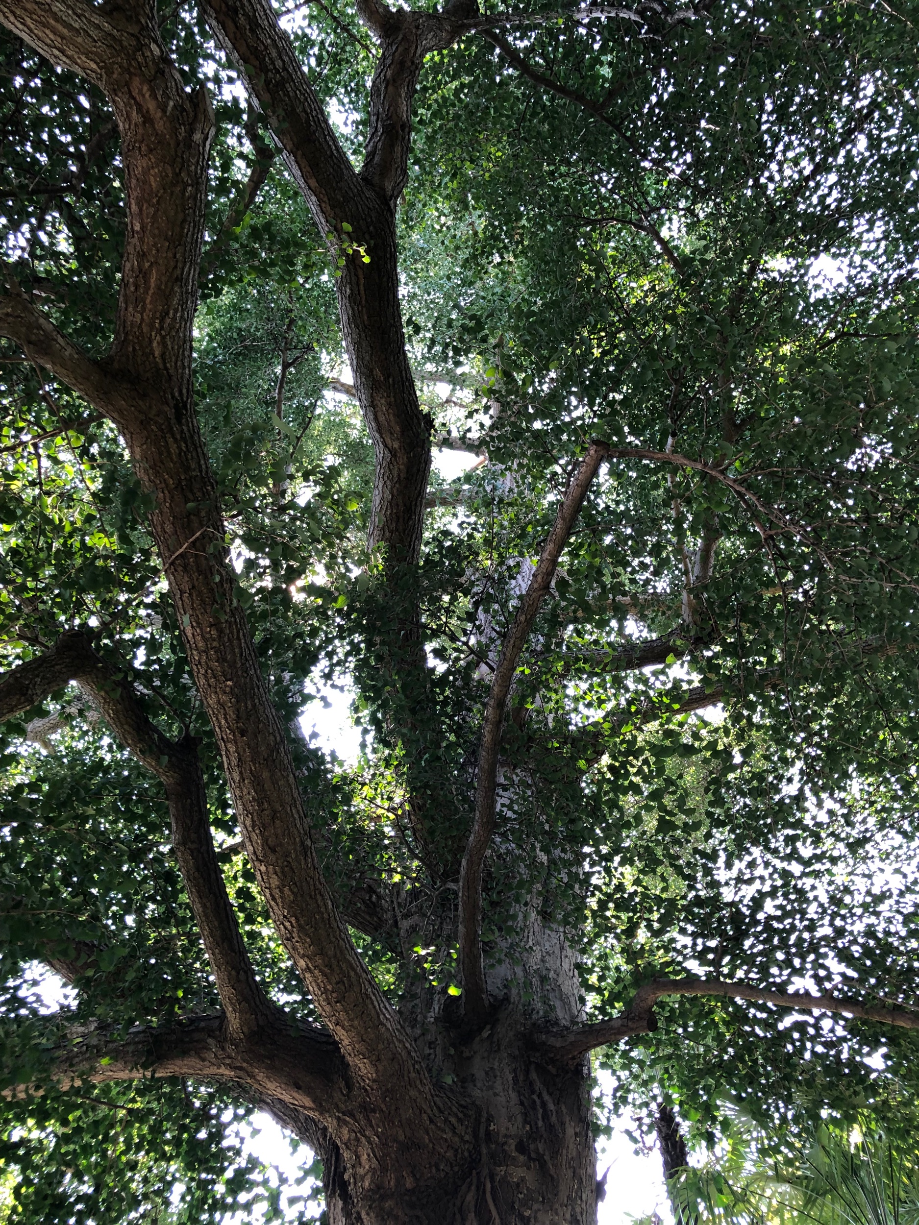 Ginkgo