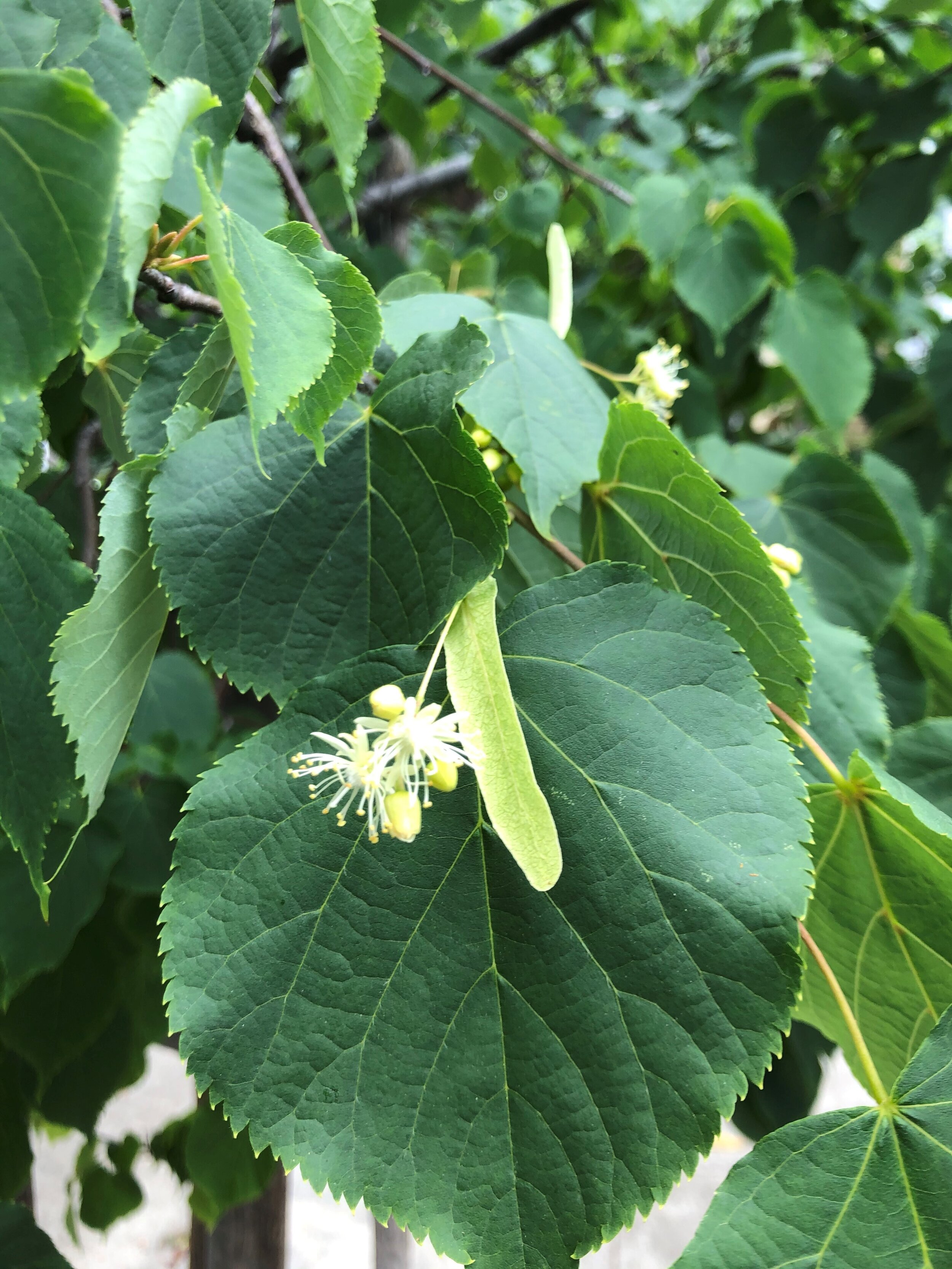 Littleleaf linden - Sacramento Tree Foundation