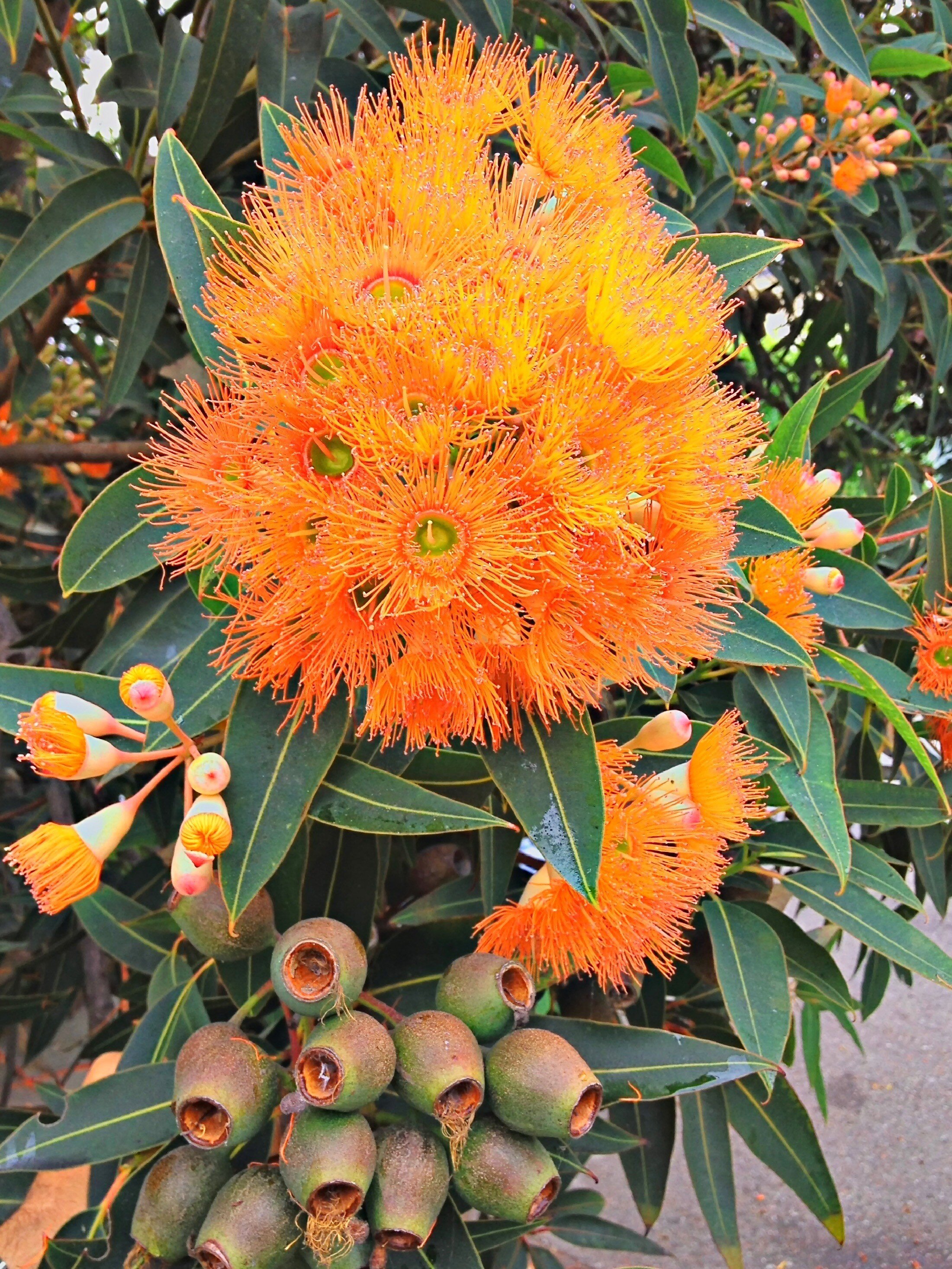 Red Flowering Gums in Bloom — San Francisco Trees