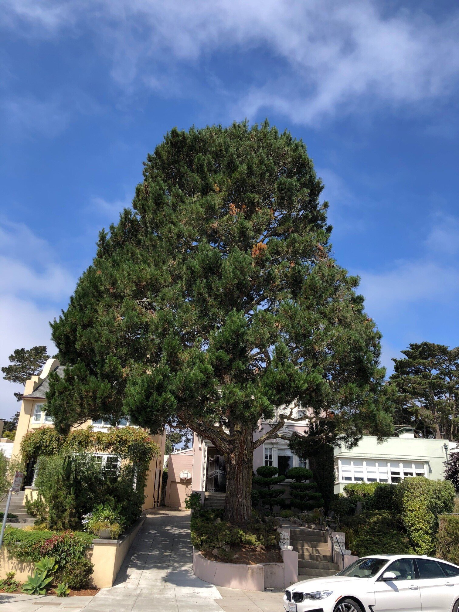 monterey pine monterey pine