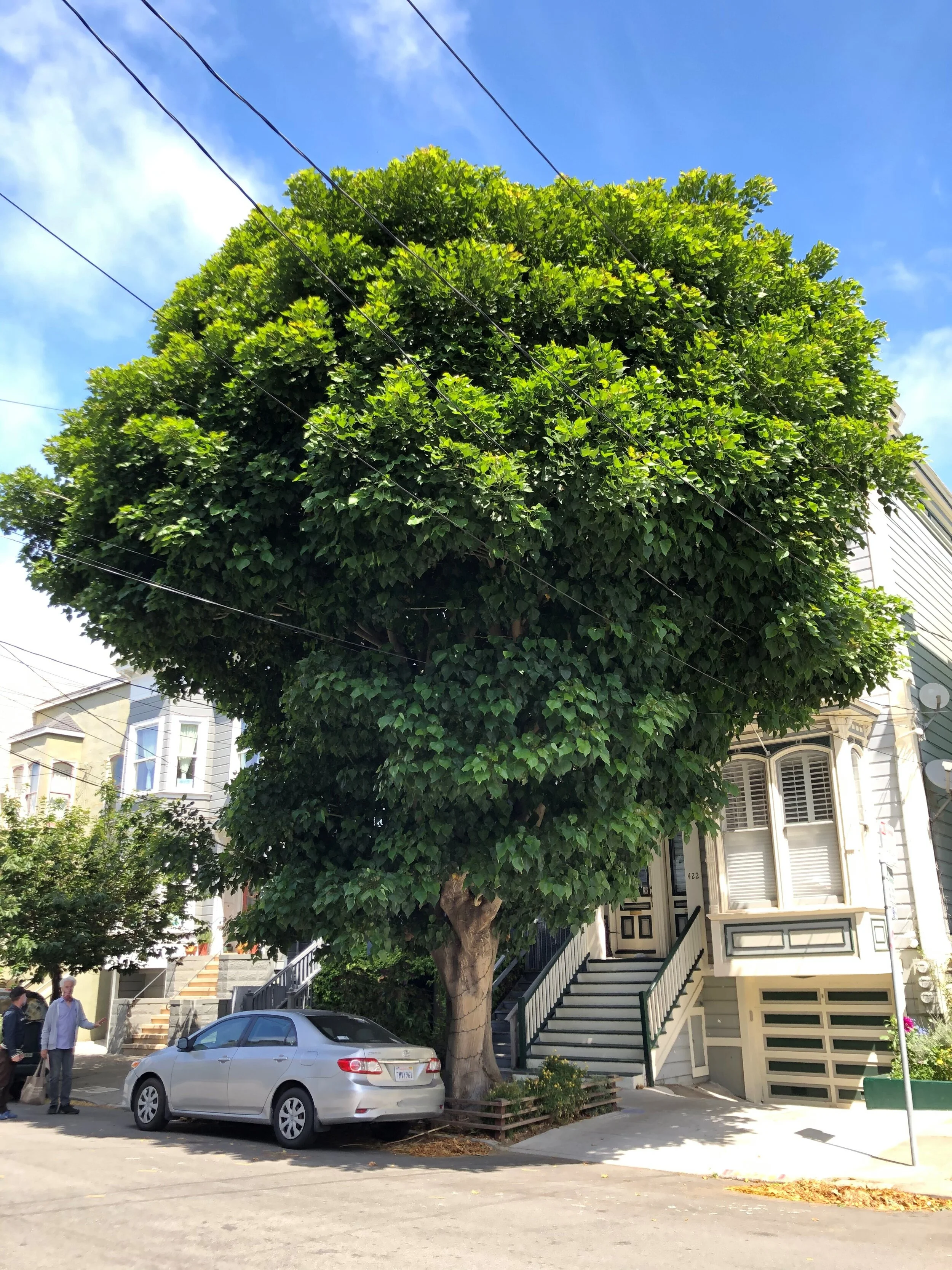 San Francisco's Top 10 Trees — San Francisco Trees
