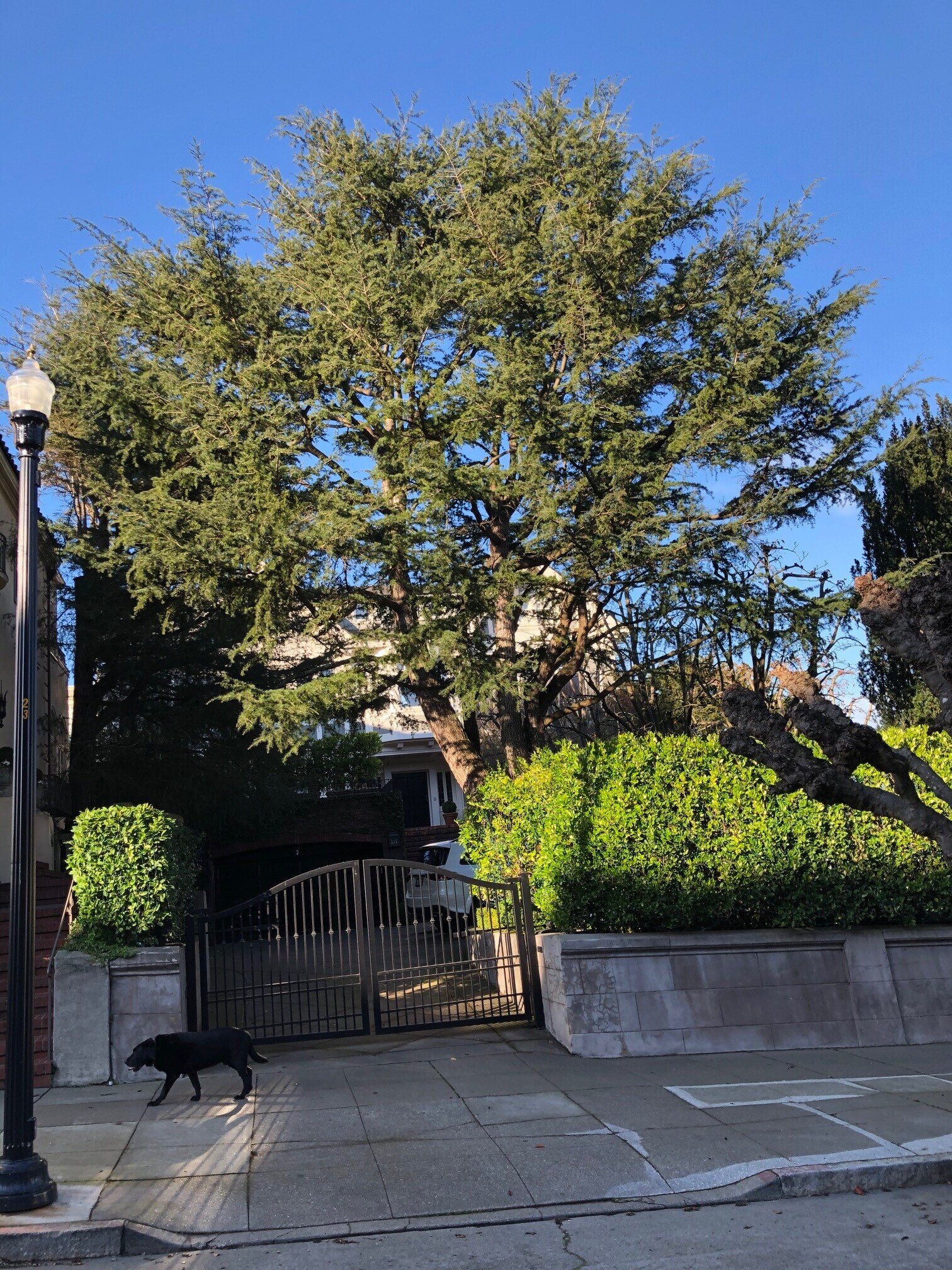 Littleleaf linden - Sacramento Tree Foundation