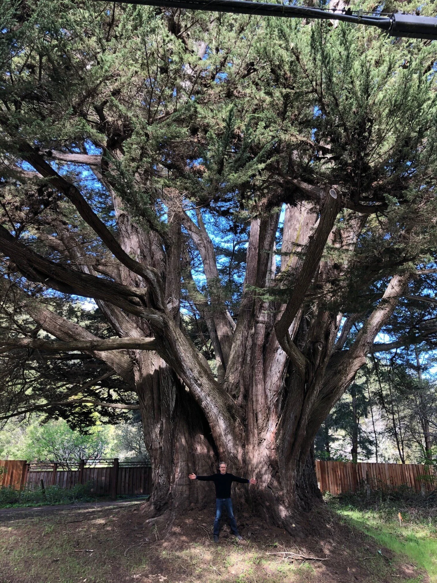 shade tree cool living canopies on San Francisco Trees