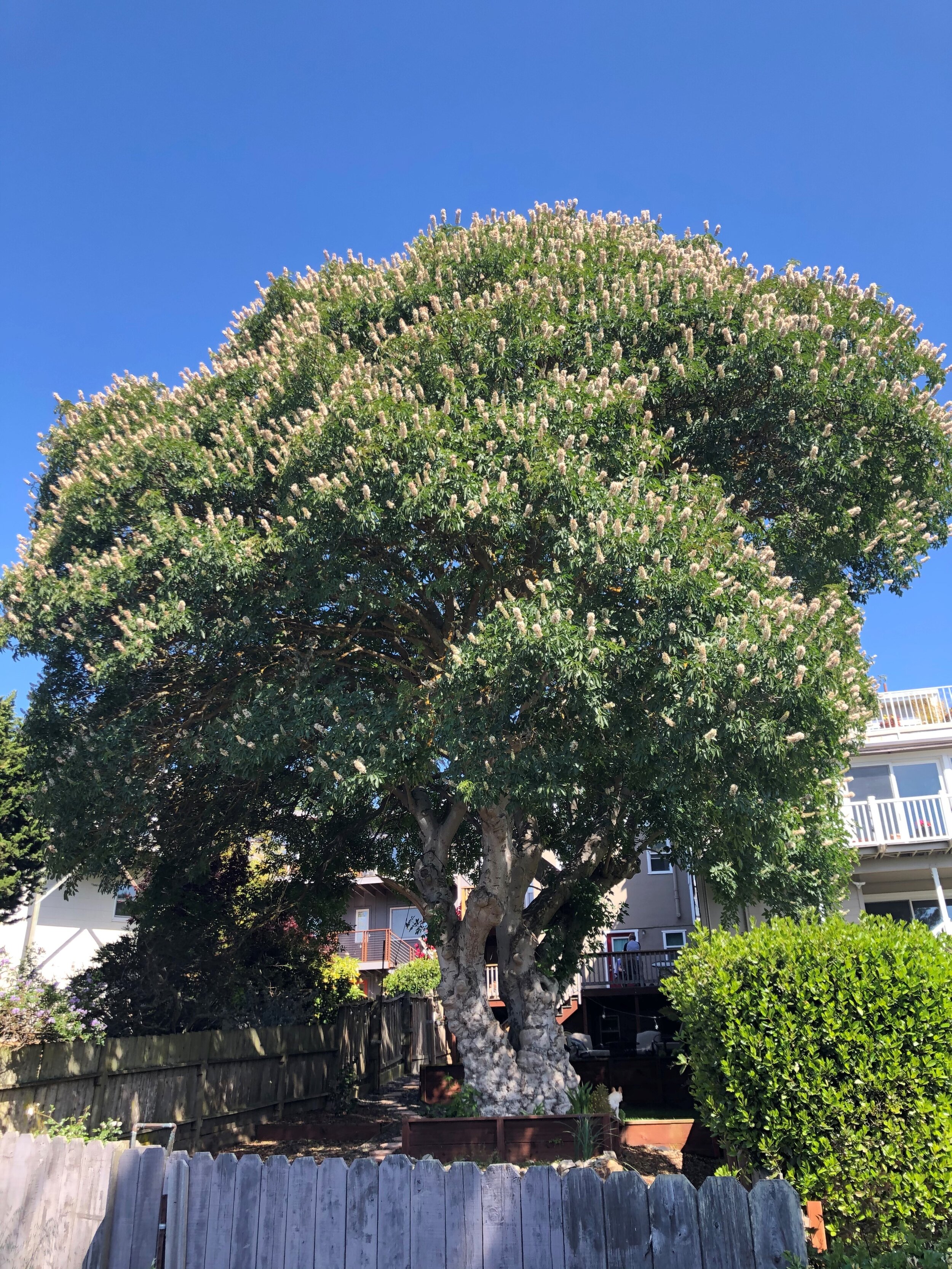 San Francisco Trees