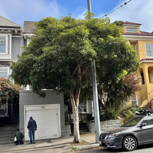 San Francisco Trees