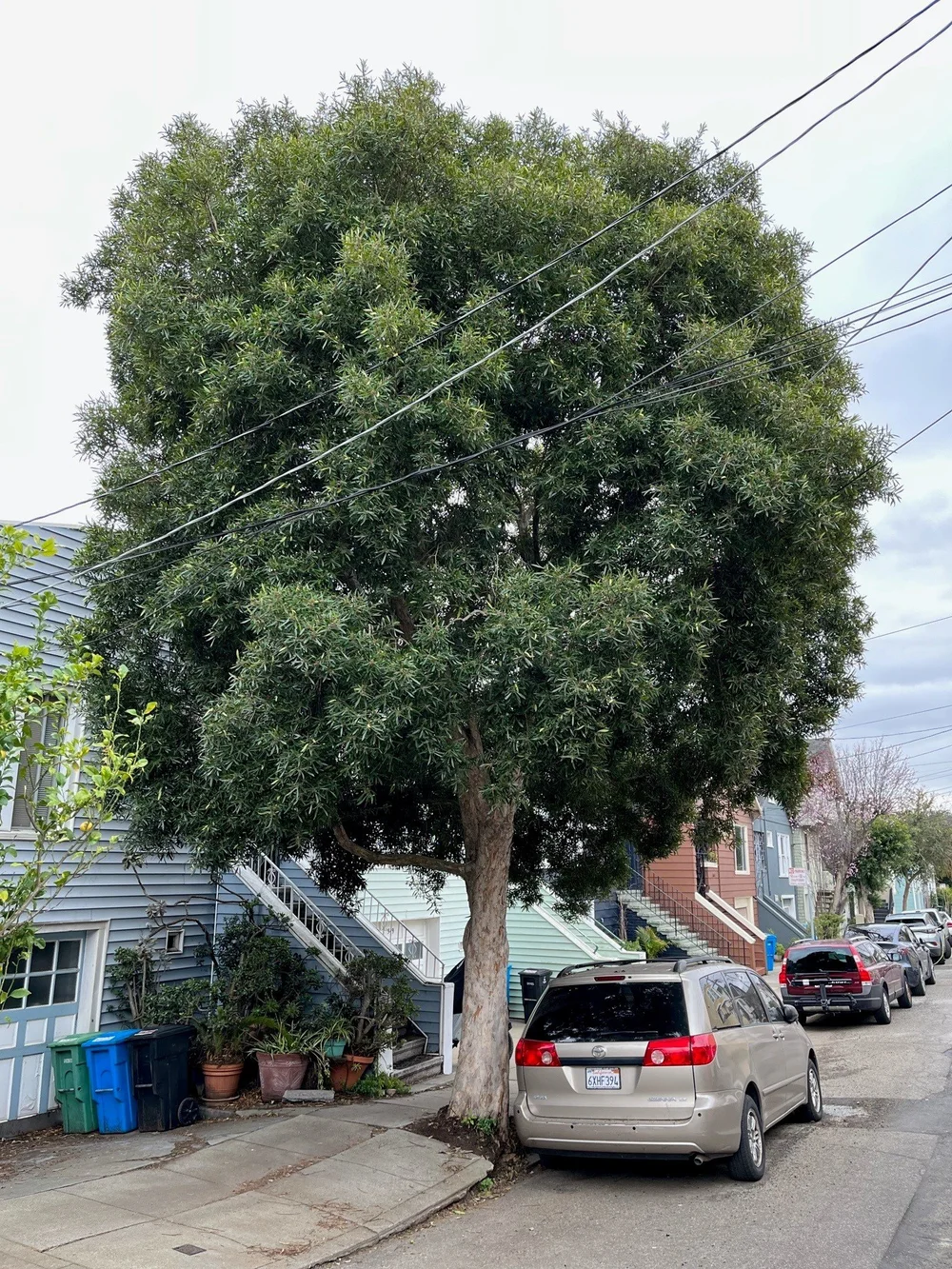 Bernal Heights (south) Tree Tour (1-29-23) — San Francisco Trees