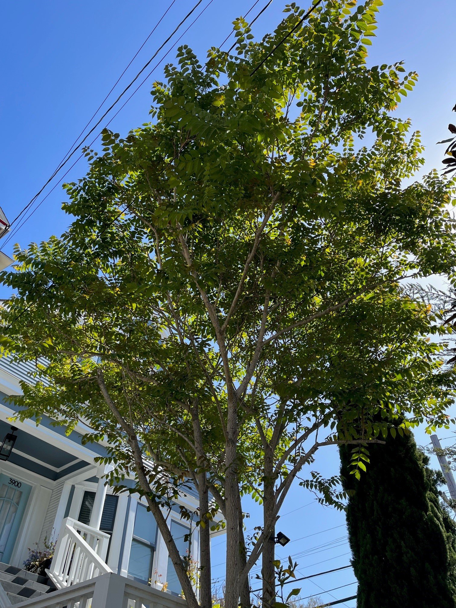 San Francisco's Top 10 Trees — San Francisco Trees