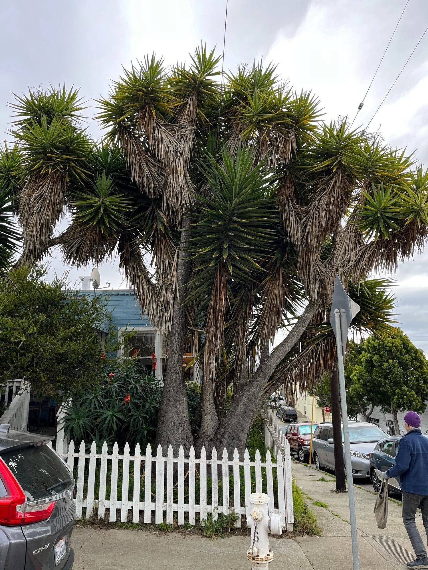 Bernal Heights (south) Tree Tour (1-29-23) — San Francisco Trees