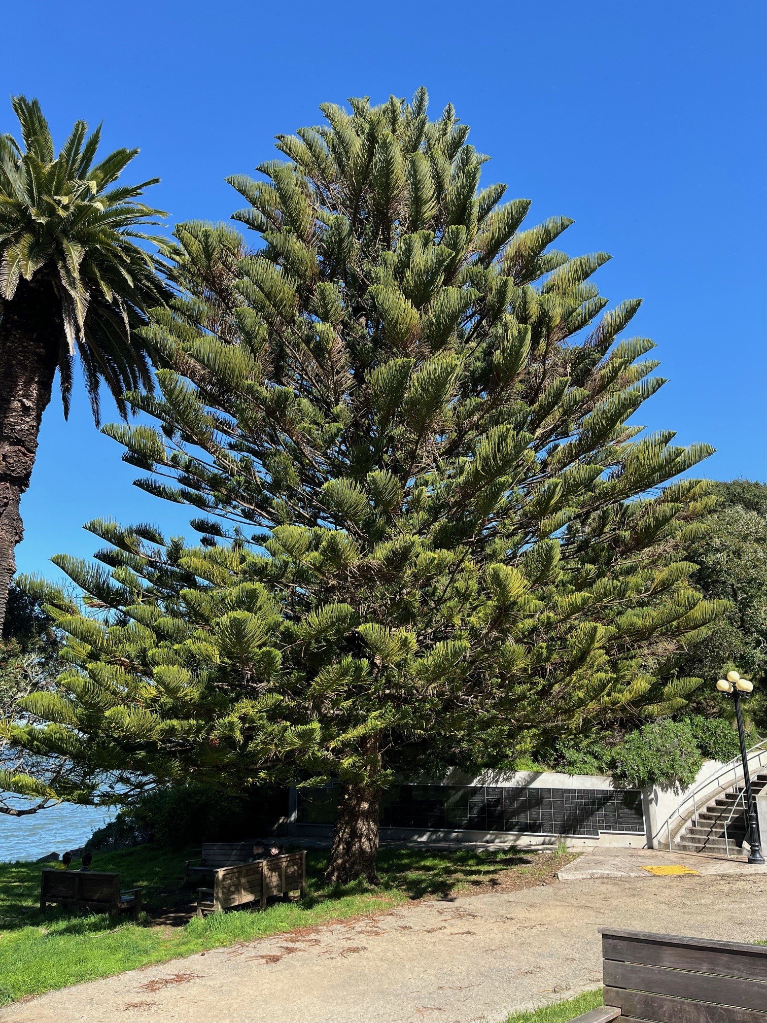 These trees always lean toward the equator