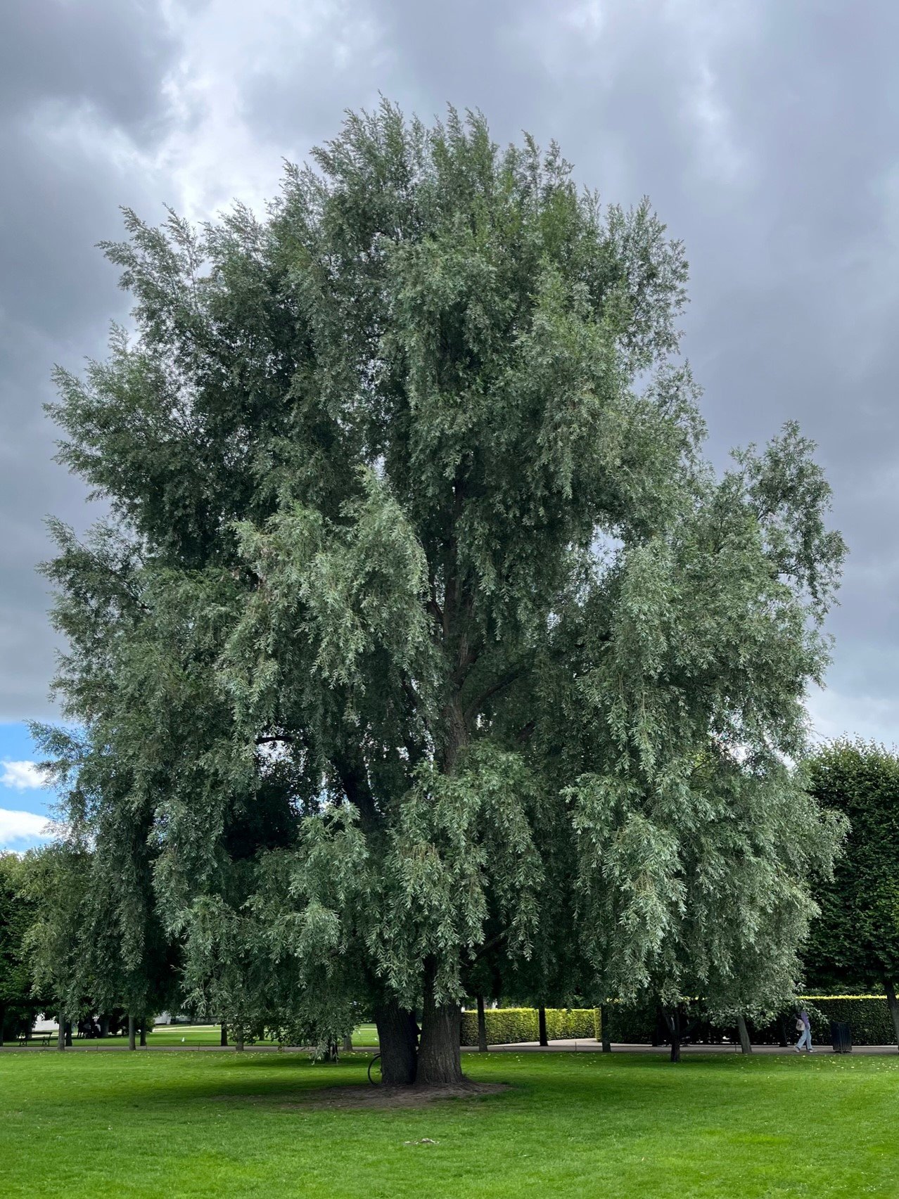Weeping Willow, Bates Canopy
