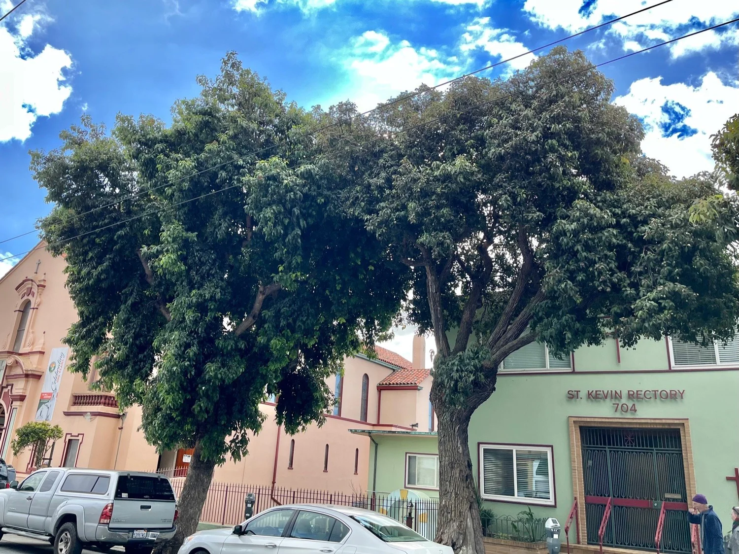 Bernal Heights (south) Tree Tour (1-29-23) — San Francisco Trees